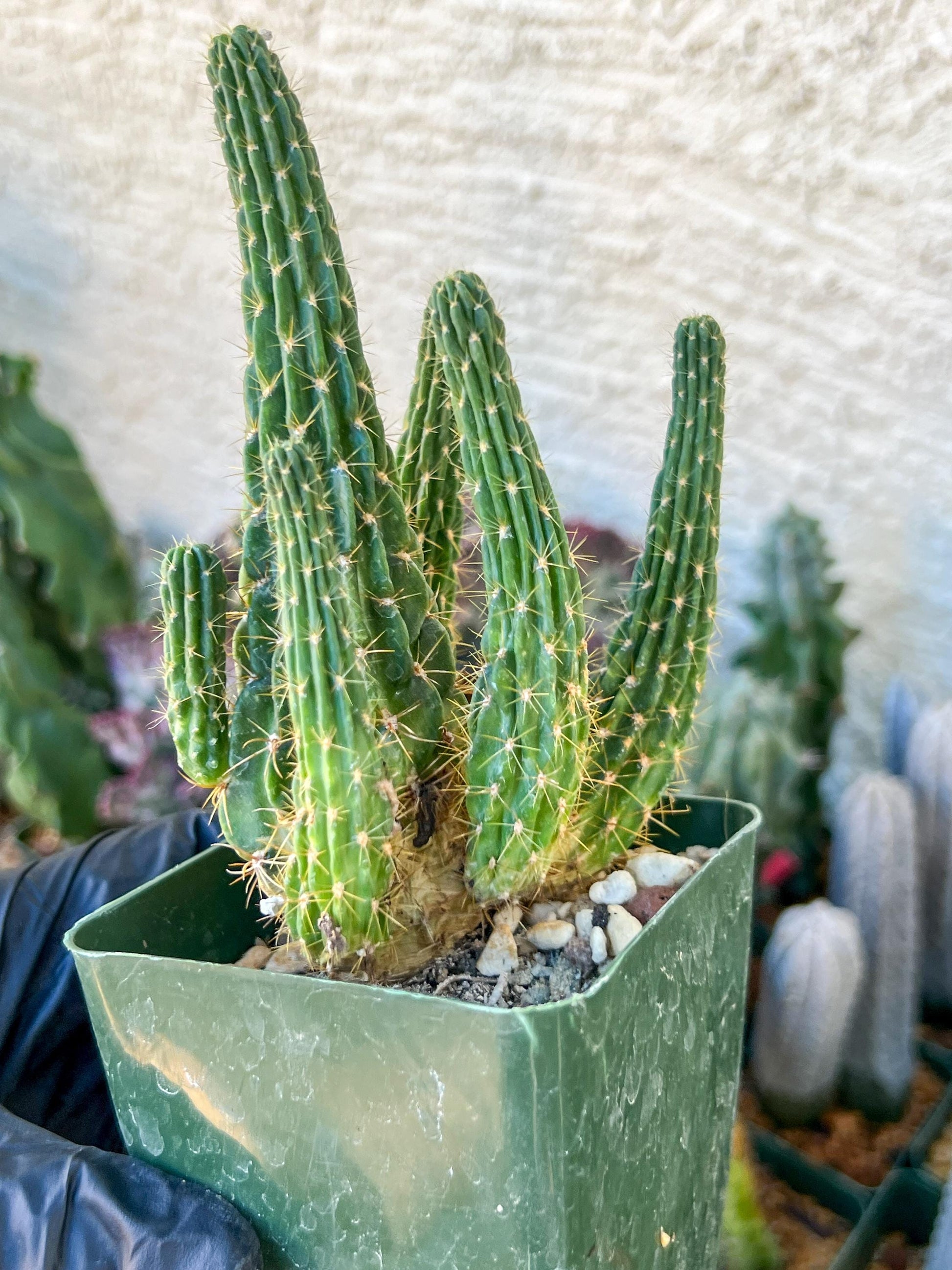 Lobivia Echinopsis Maximiliana Charazanensis | (C1) (P12) | 3.5Pot