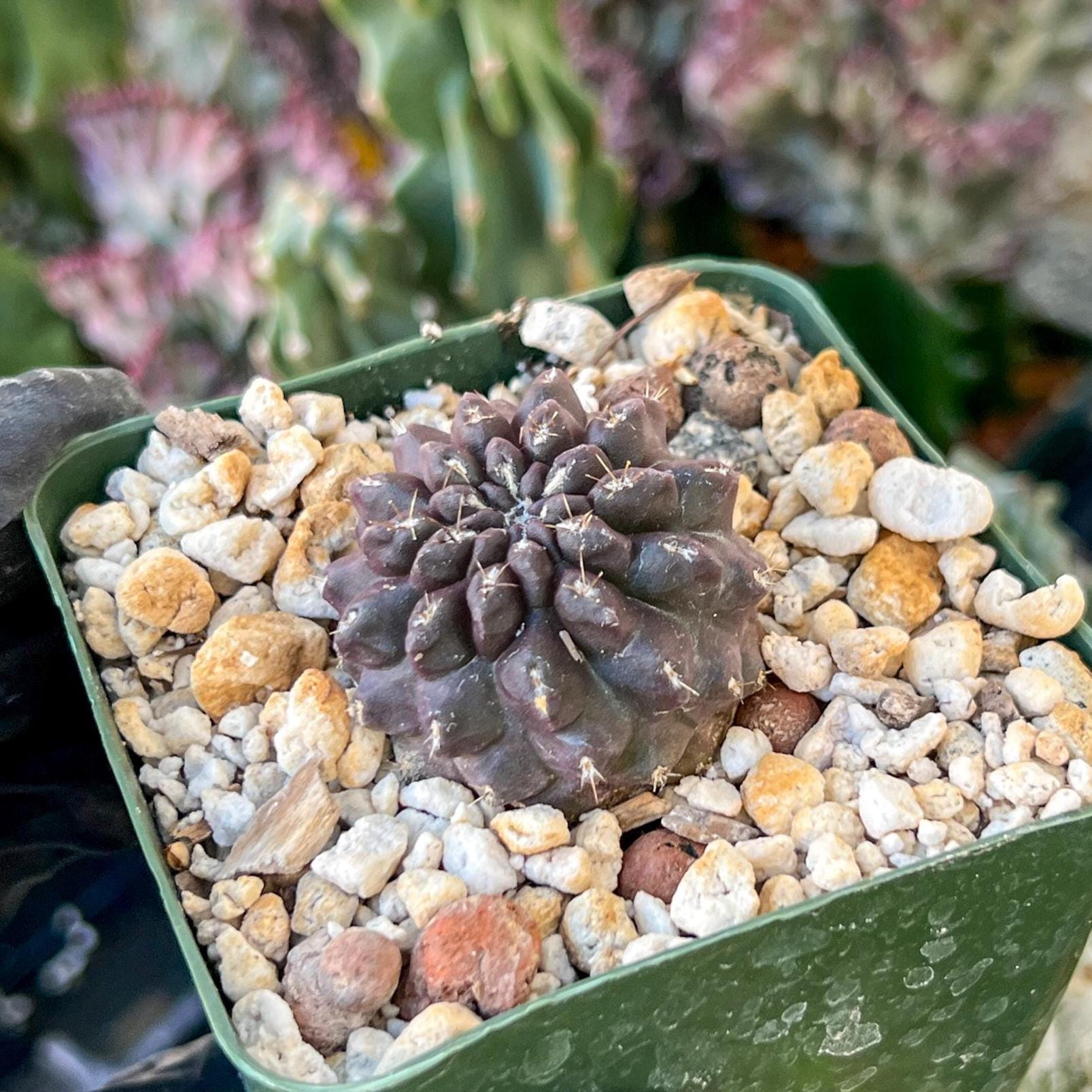 Neochilenia Setosiflora | (C1) (P8) | Around 1.5Inch Wide