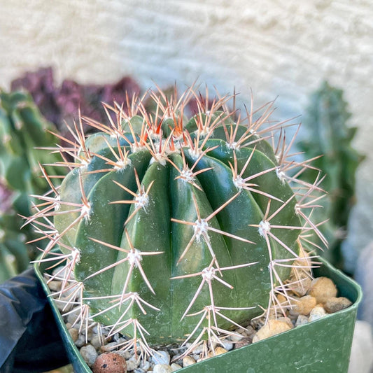 Melocactus violaceus no cephalium | (C1) (P7) | 3.5Pot