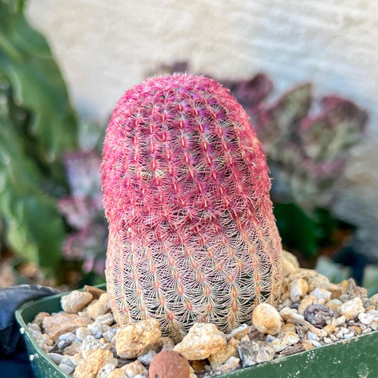Raibow Hedgehog Cactus | (C1) (P10) | 3.5Pot