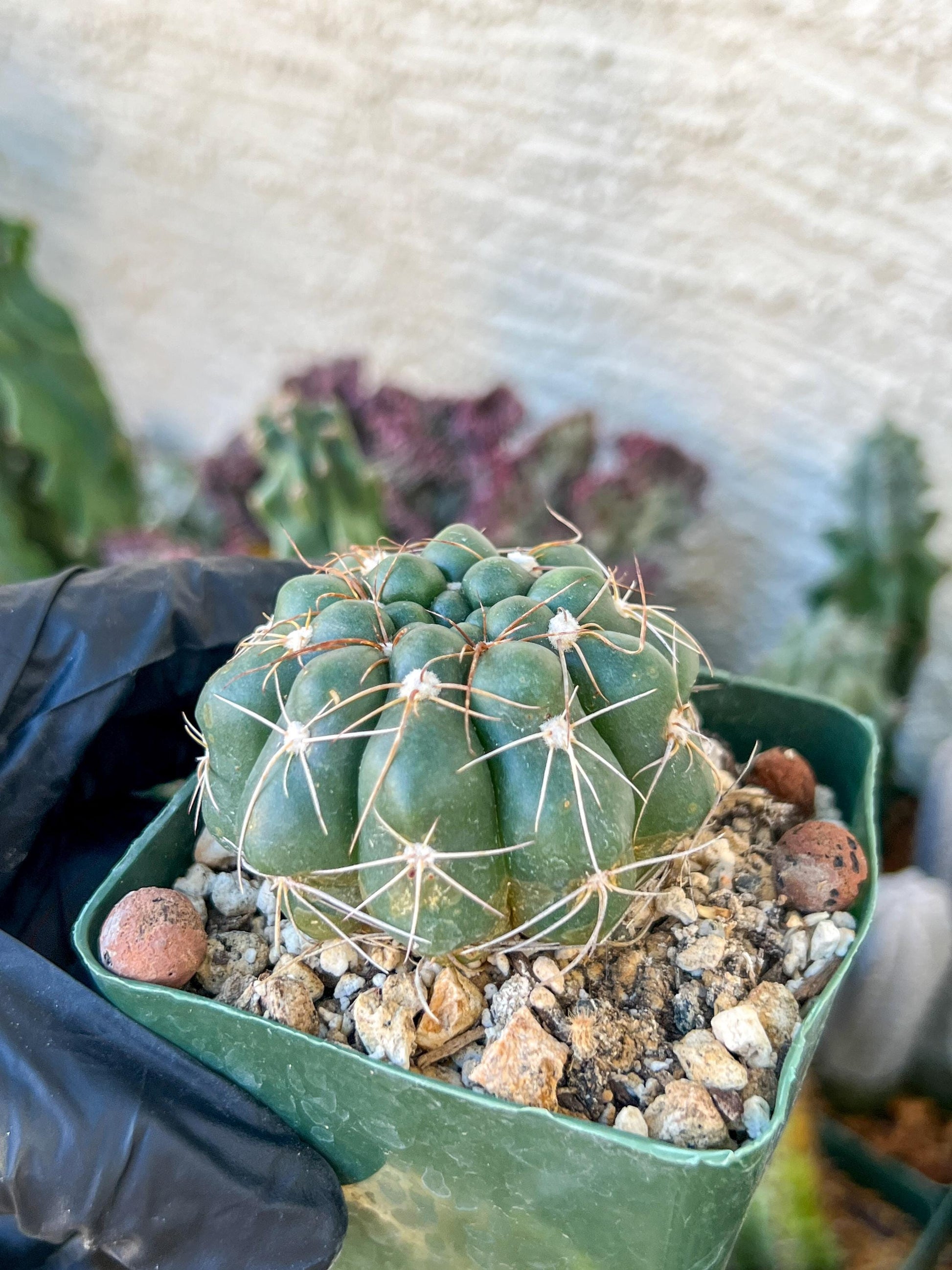 Big Melocactus violaceus no cephalium | (C1) (Y1) | 3.5Pot