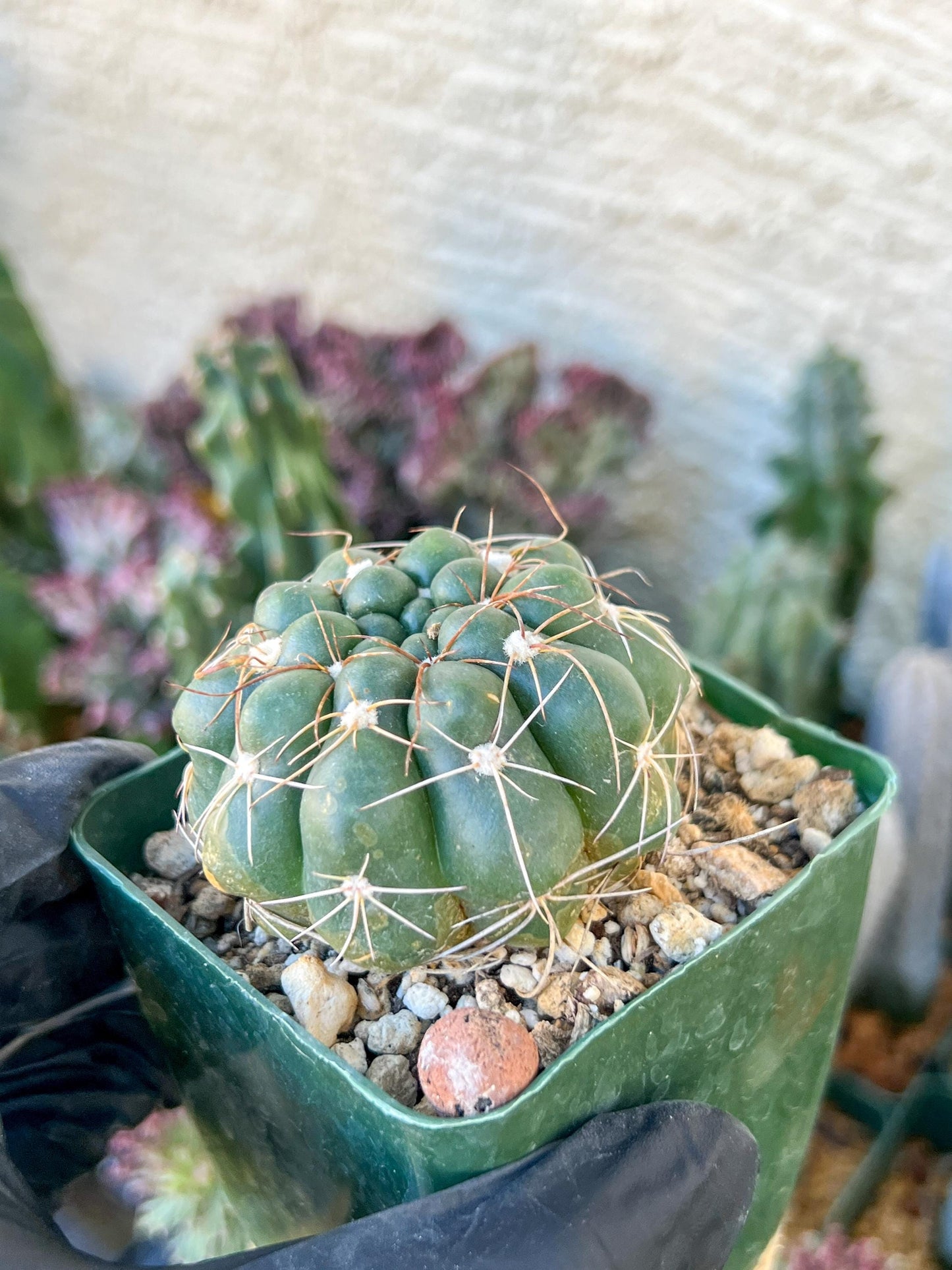 Big Melocactus violaceus no cephalium | (C1) (Y1) | 3.5Pot
