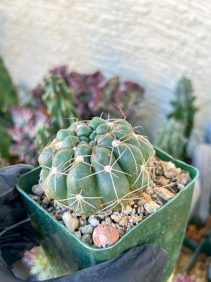 Big Melocactus violaceus no cephalium | (C1) (Y1) | 3.5Pot
