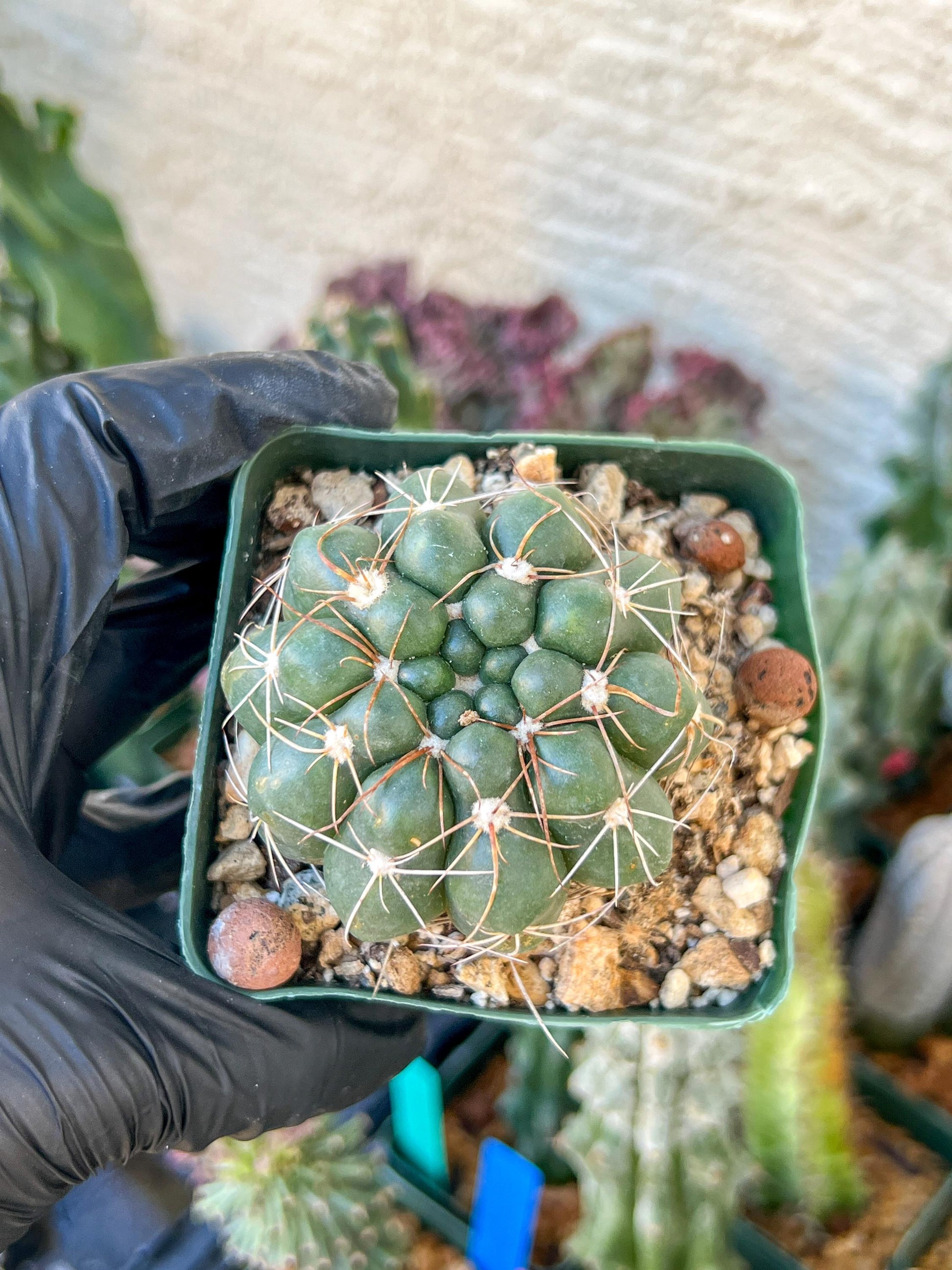 Big Melocactus violaceus no cephalium | (C1) (Y1) | 3.5Pot