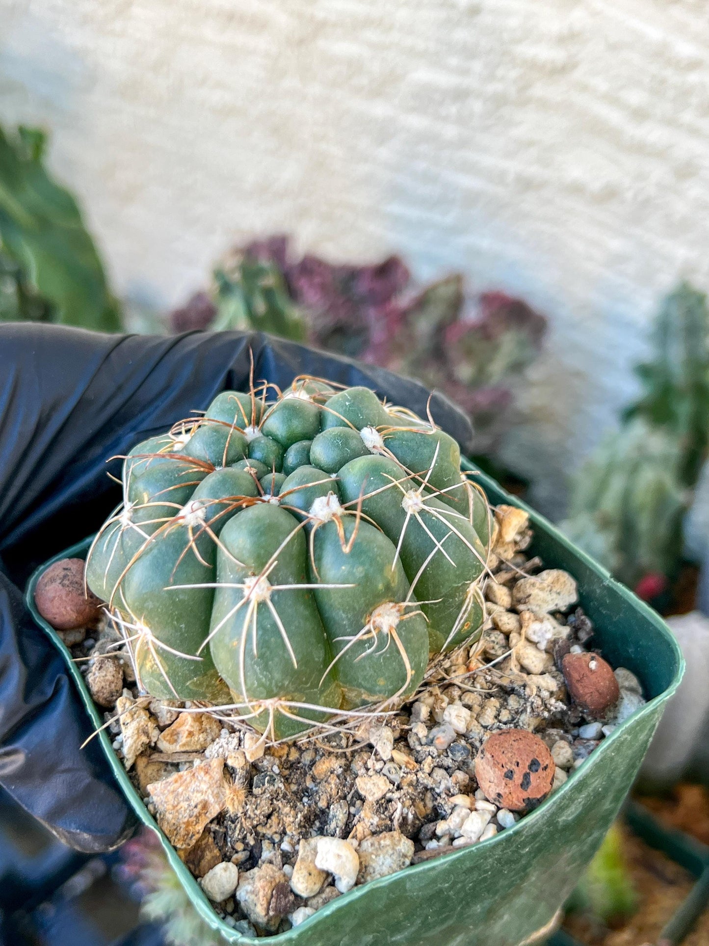 Big Melocactus violaceus no cephalium | (C1) (Y1) | 3.5Pot