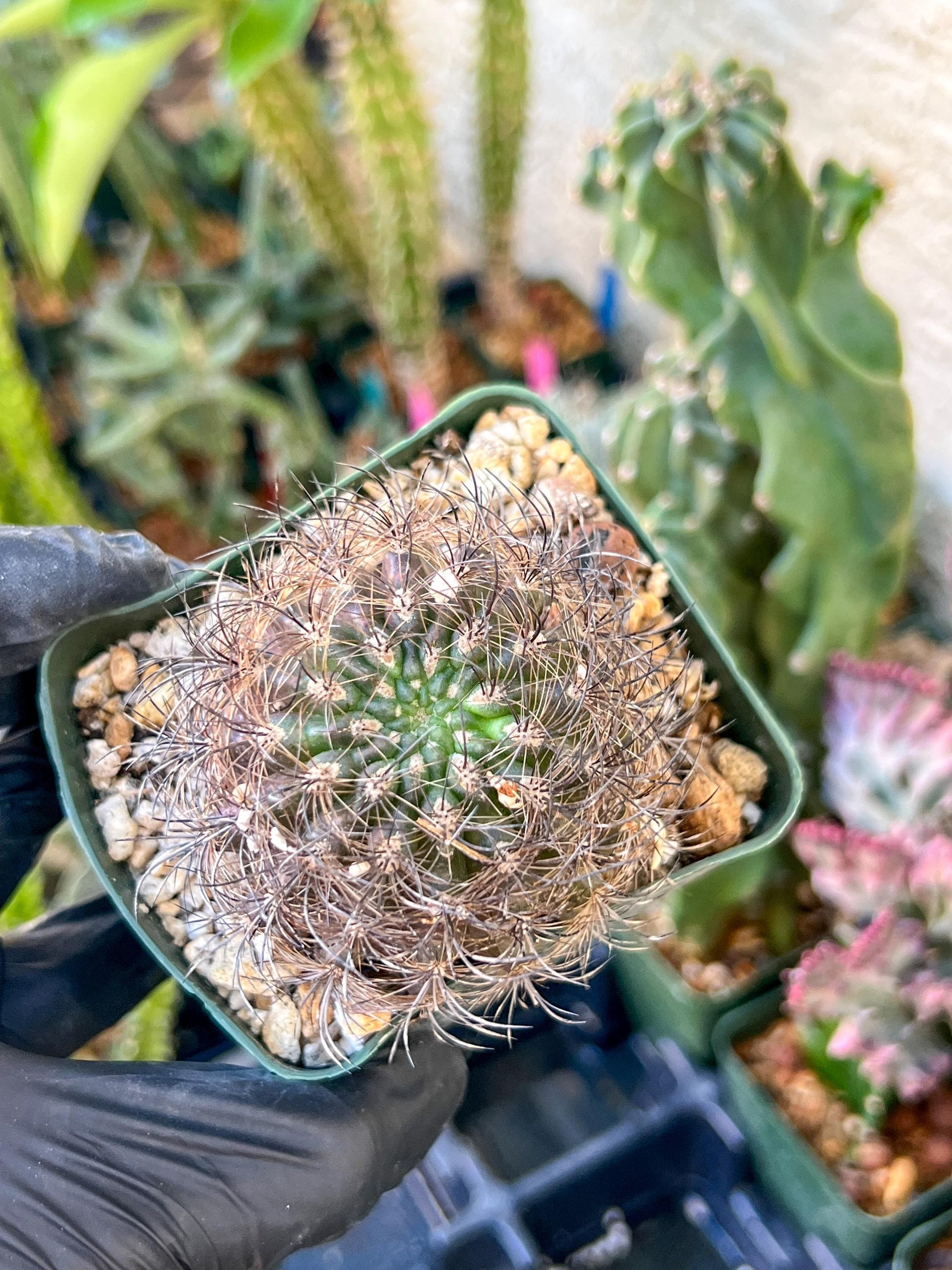 Notocactus Buiningii | (C1) (Y3) | 3.5Pot