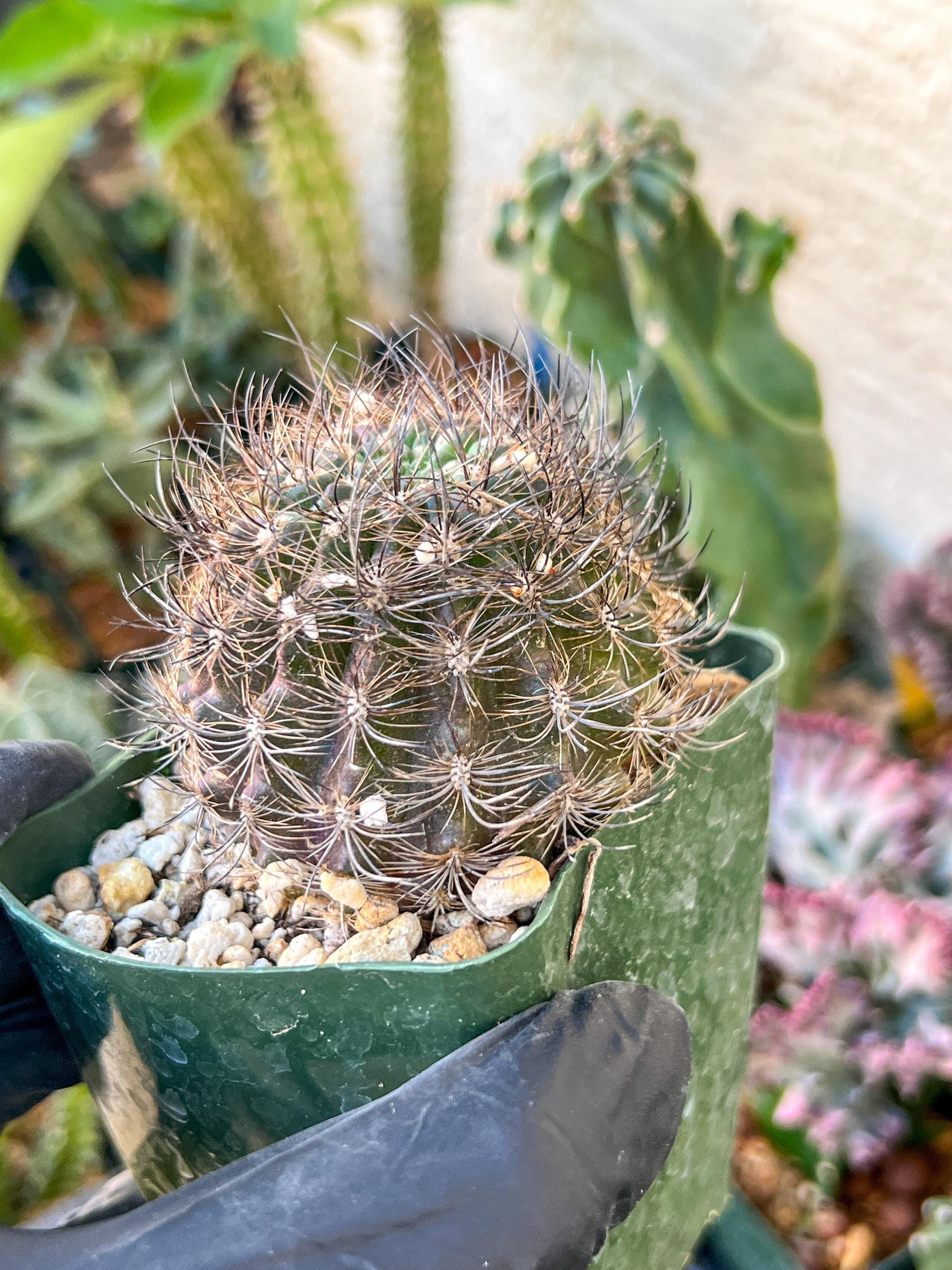 Notocactus Buiningii | (C1) (Y3) | 3.5Pot