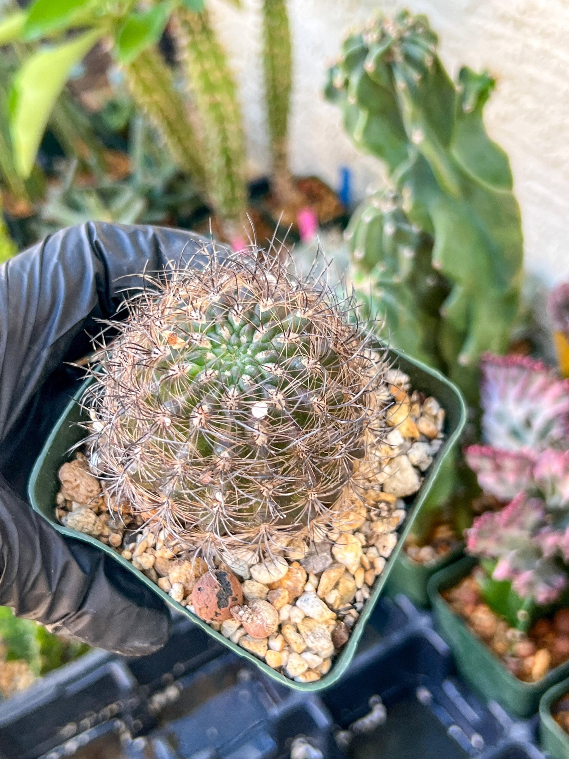 Notocactus Buiningii | (C1) (Y3) | 3.5Pot