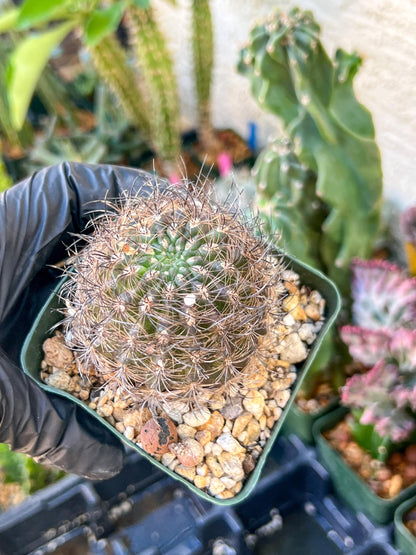Notocactus Buiningii | (C1) (Y3) | 3.5Pot