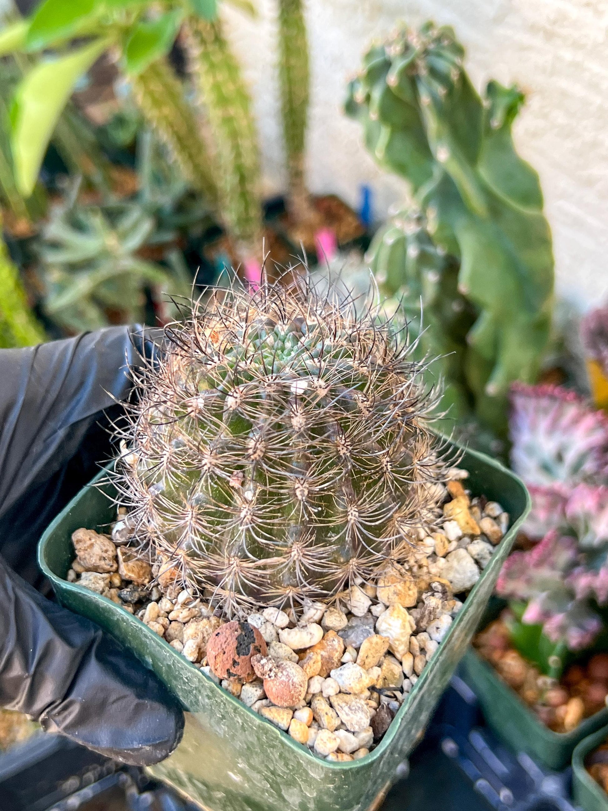 Notocactus Buiningii | (C1) (Y3) | 3.5Pot