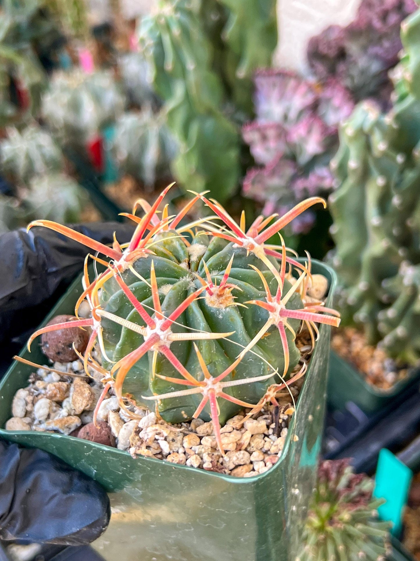 Parodia Mairanana | (C1) (Y4) | 3.5Pot