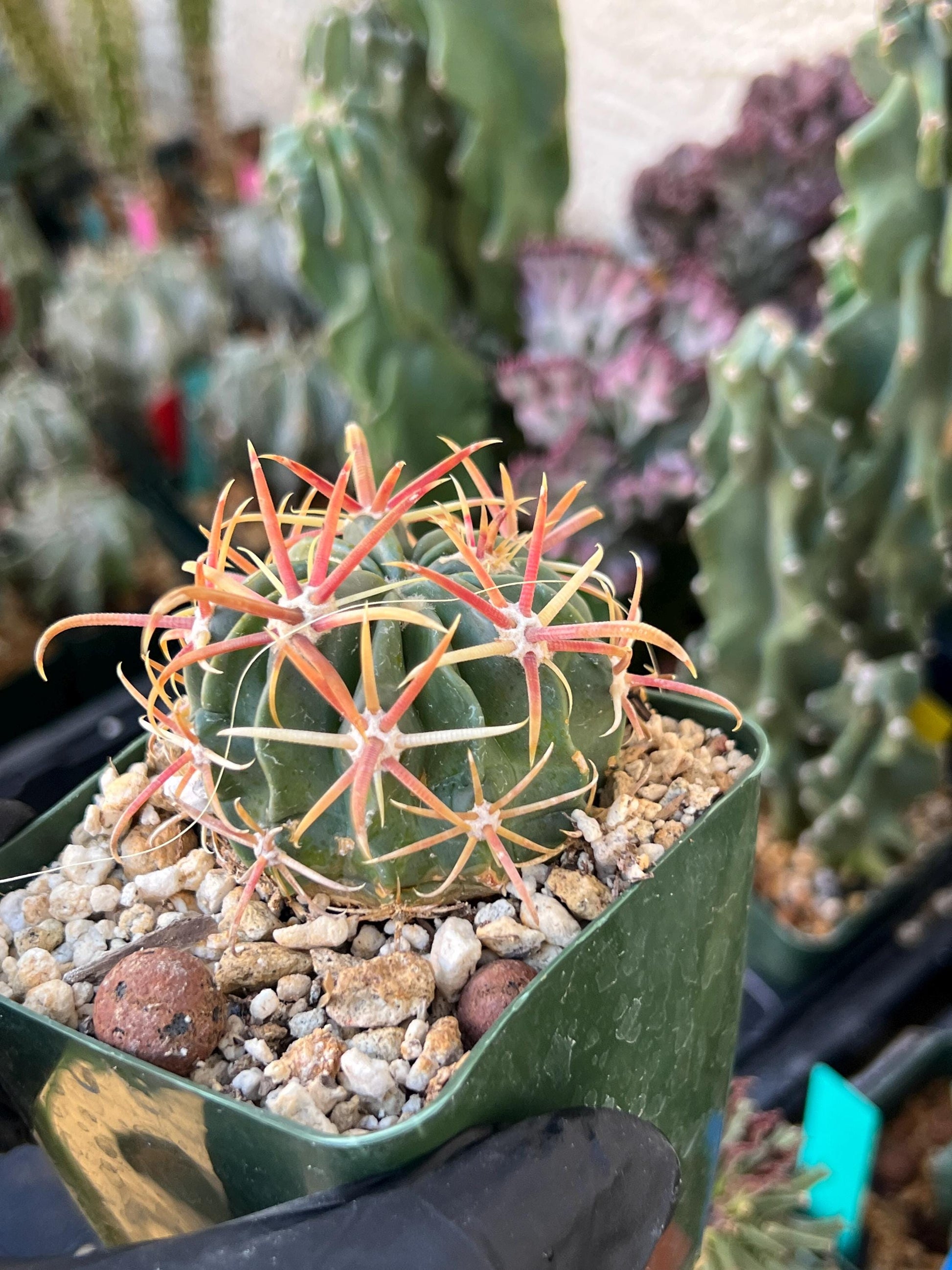 Parodia Mairanana | (C1) (Y4) | 3.5Pot