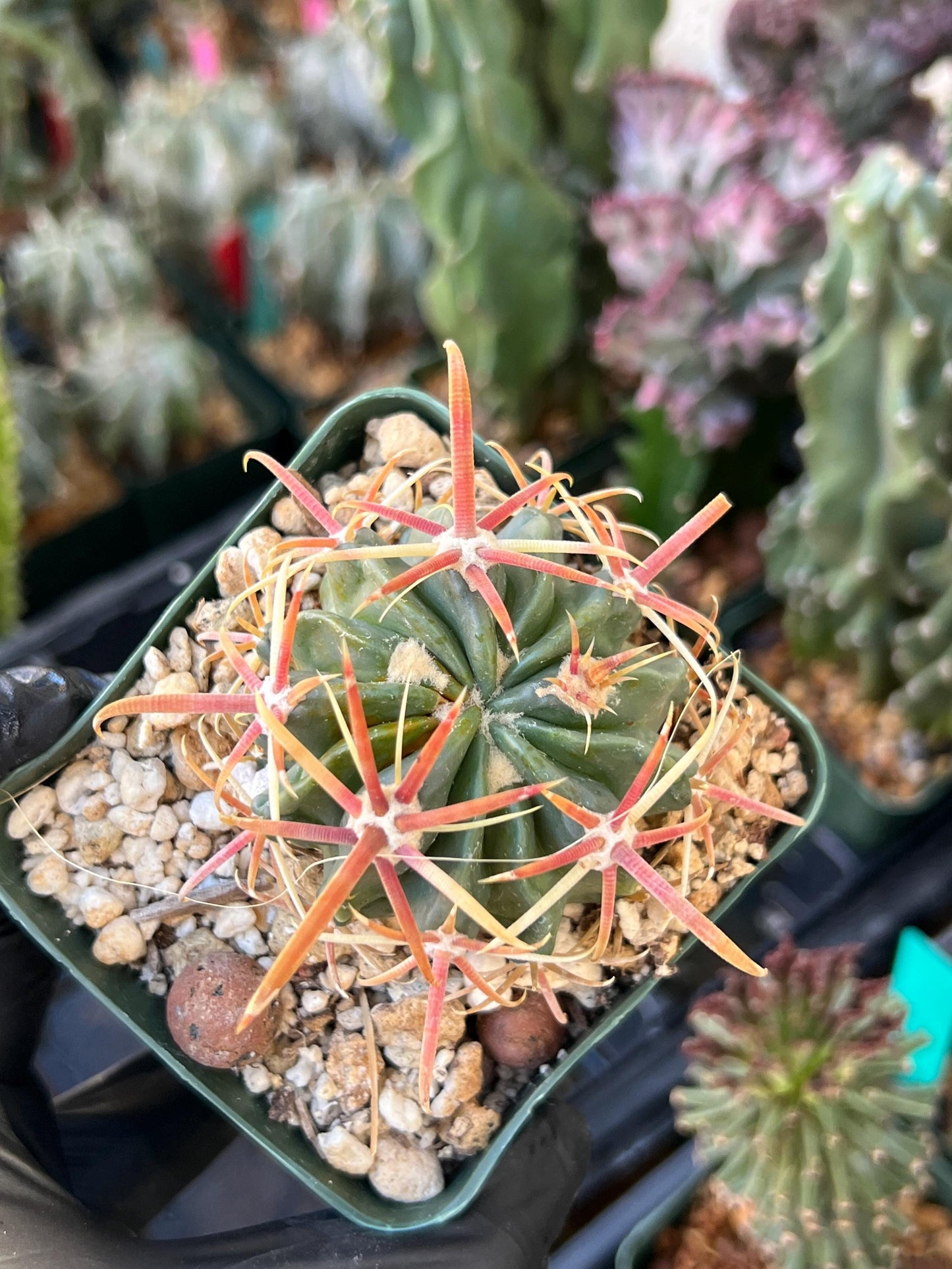 Parodia Mairanana | (C1) (Y4) | 3.5Pot