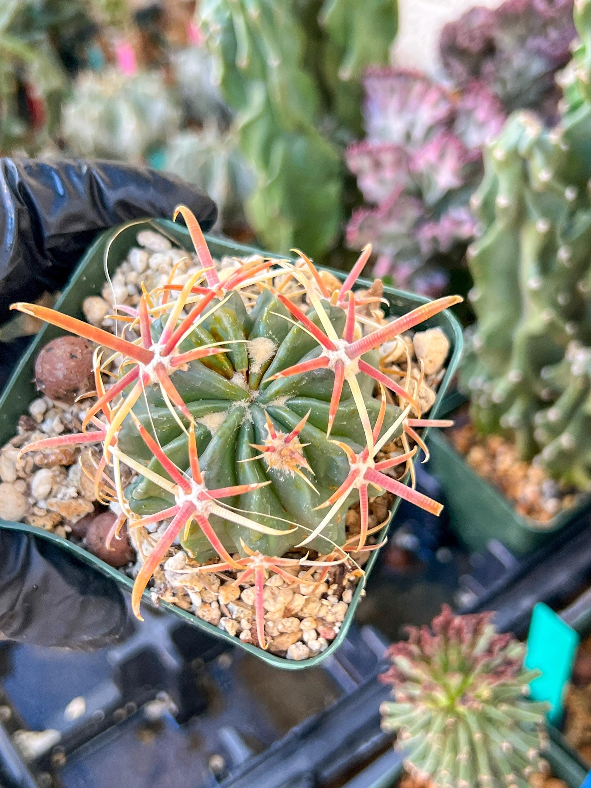 Parodia Mairanana | (C1) (Y4) | 3.5Pot