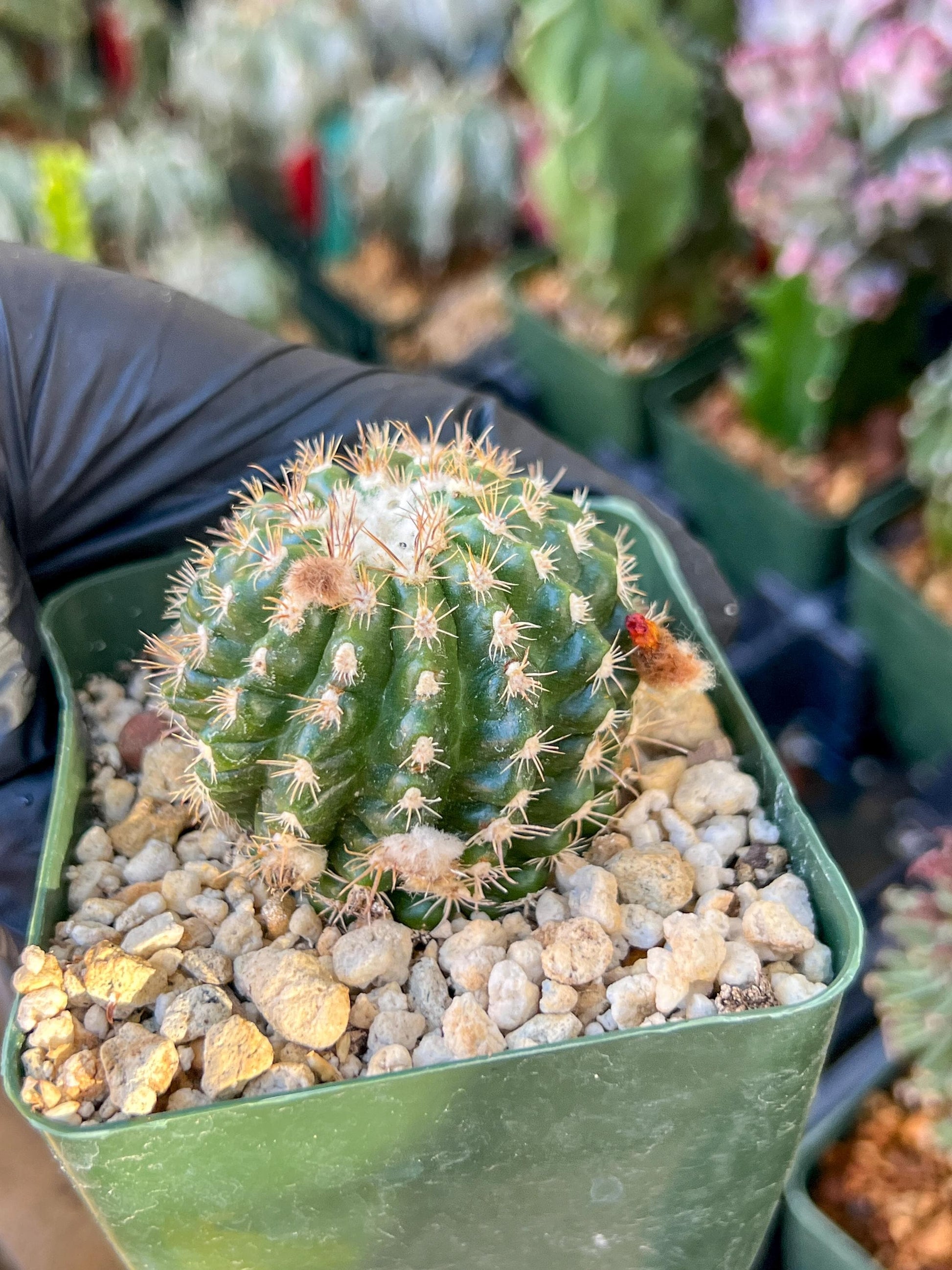 Devil's Tongue Ferocactus Latispinus | (C1) (Y5) | 3.5Pot