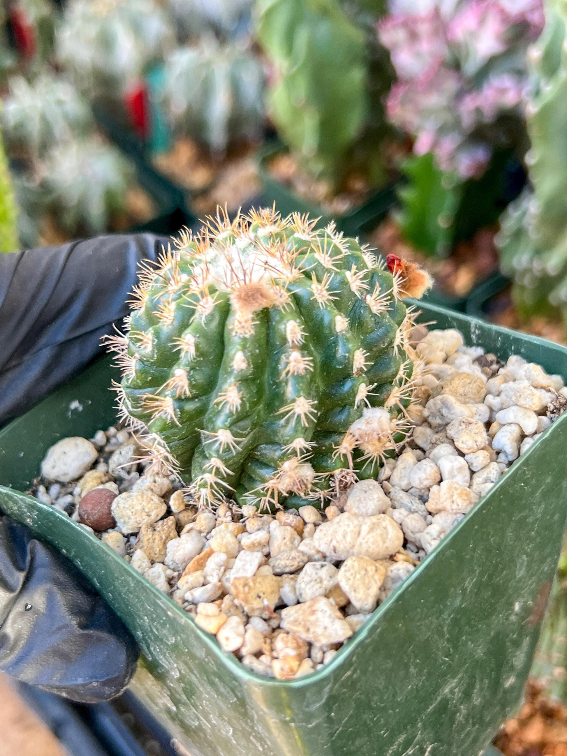 Devil's Tongue Ferocactus Latispinus | (C1) (Y5) | 3.5Pot