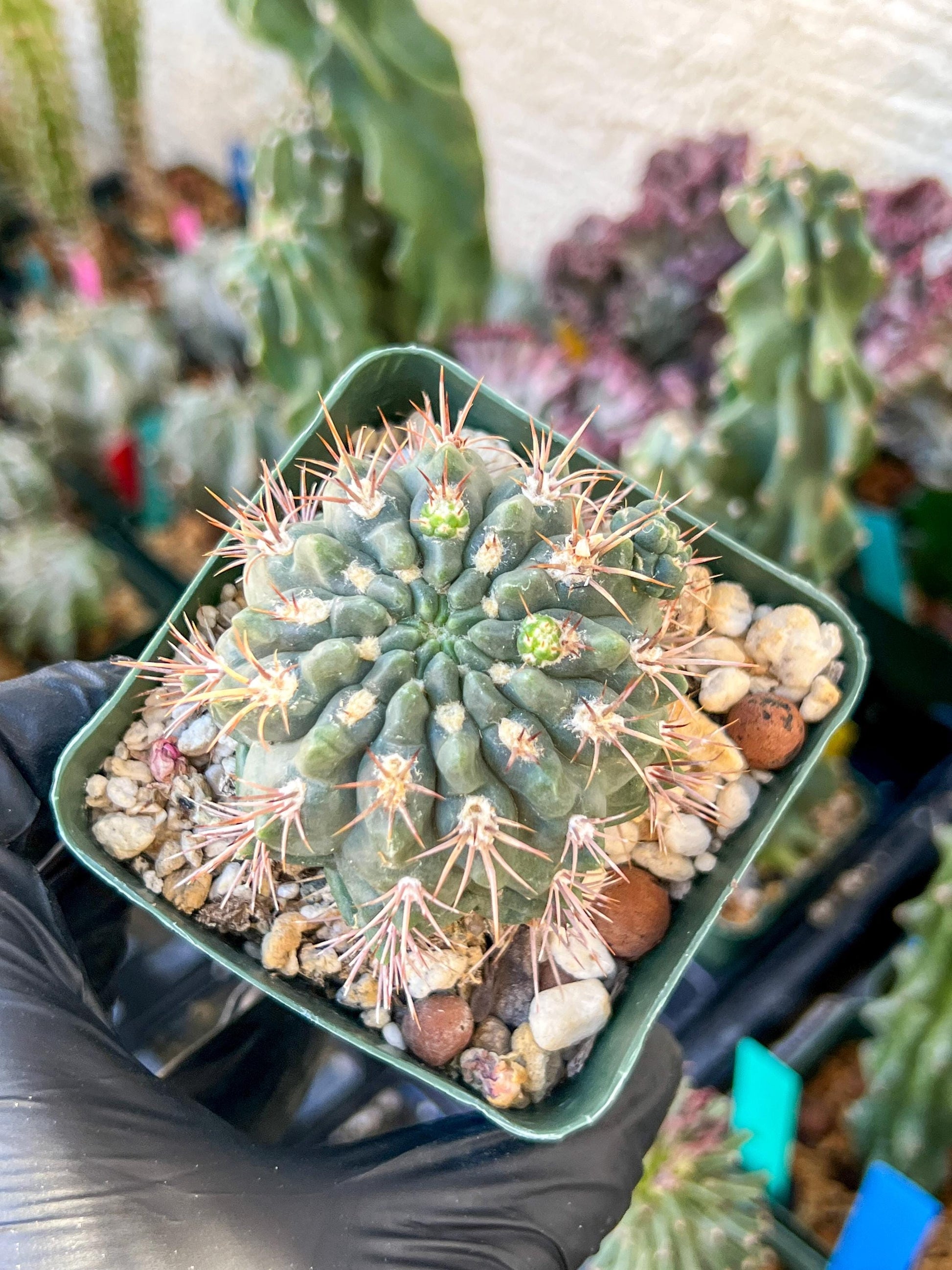 Gymnocalycium Neuhueri | (C1) (Y6) | 3.5Pot