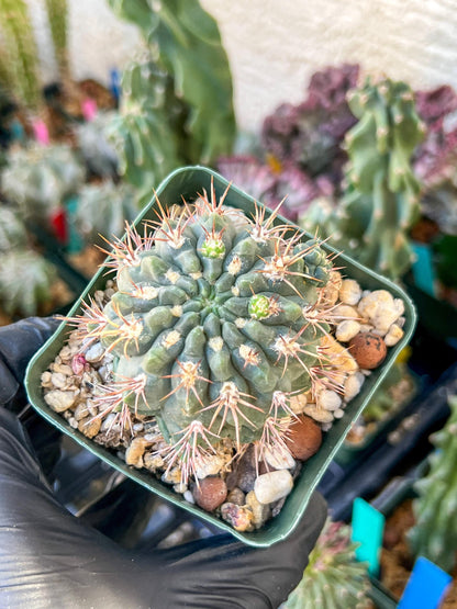 Gymnocalycium Neuhueri | (C1) (Y6) | 3.5Pot
