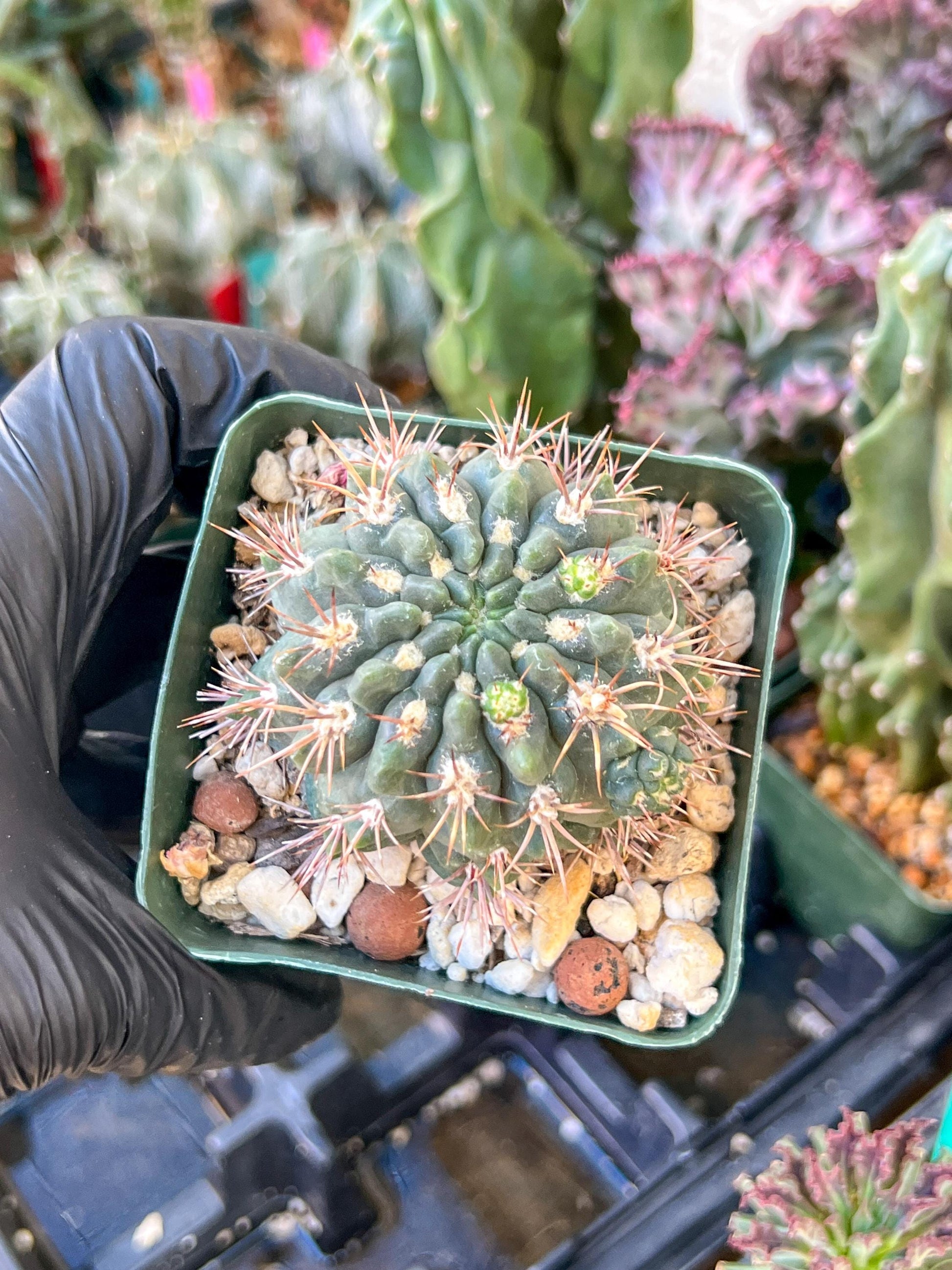 Gymnocalycium Neuhueri | (C1) (Y6) | 3.5Pot
