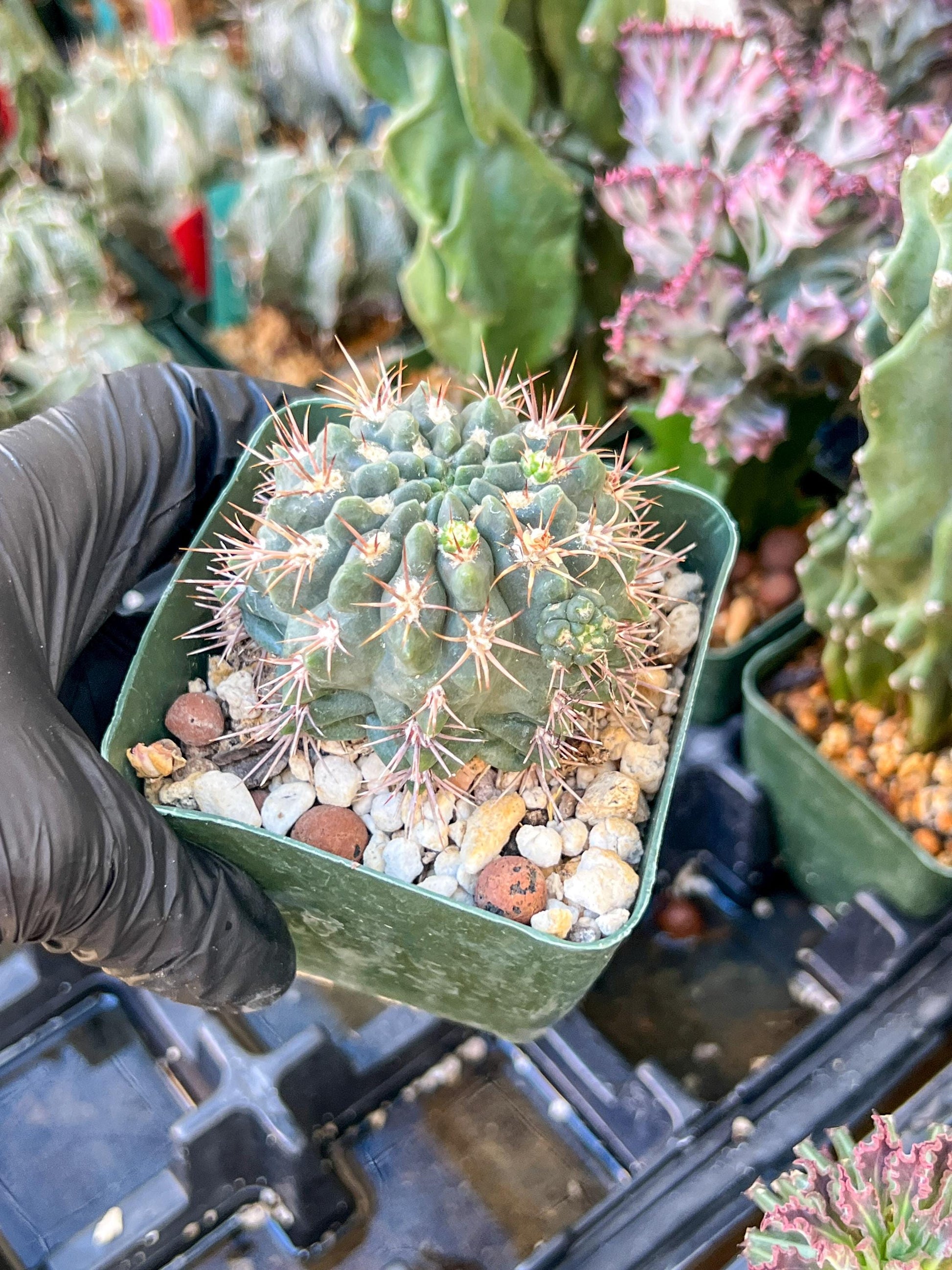 Gymnocalycium Neuhueri | (C1) (Y6) | 3.5Pot