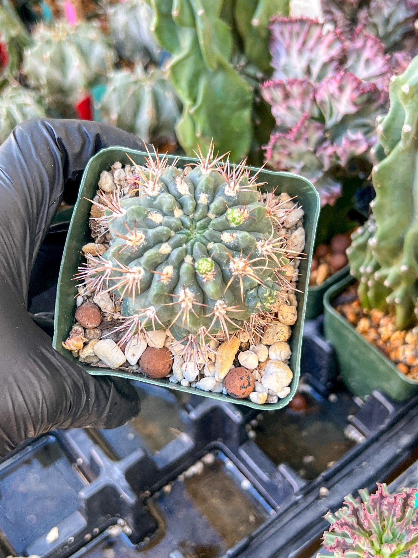 Gymnocalycium Neuhueri | (C1) (Y6) | 3.5Pot