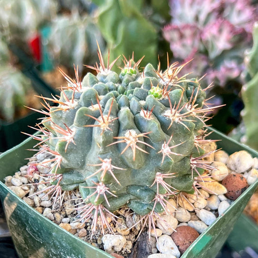 Gymnocalycium Neuhueri | (C1) (Y6) | 3.5Pot