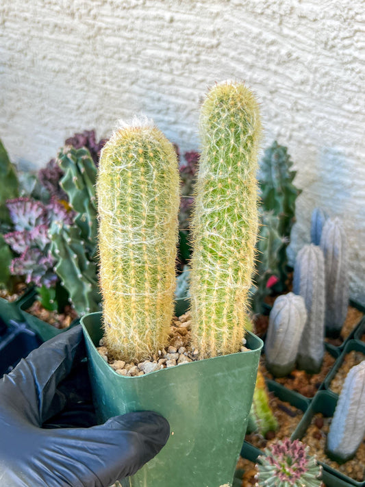 Old Man Cactus / Cephalocereus Senilis | (C3) (B12) | 3.5Pot