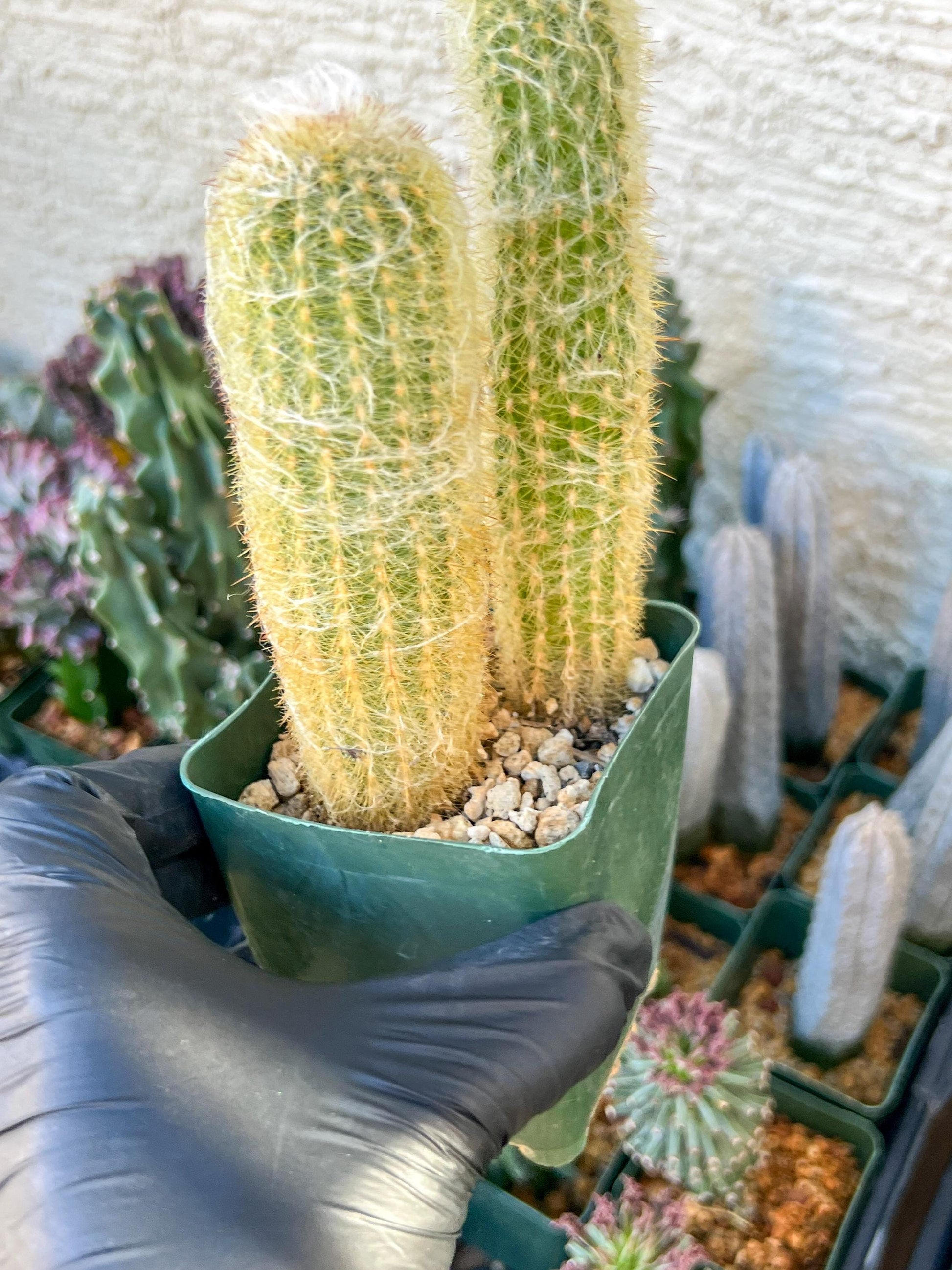 Old Man Cactus / Cephalocereus Senilis | (C3) (B12) | 3.5Pot