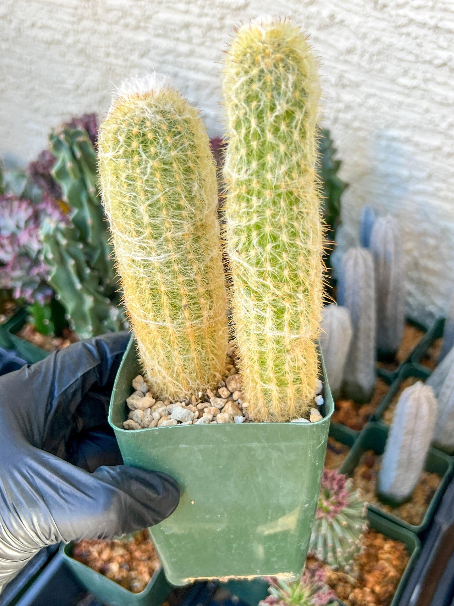 Old Man Cactus / Cephalocereus Senilis | (C3) (B12) | 3.5Pot