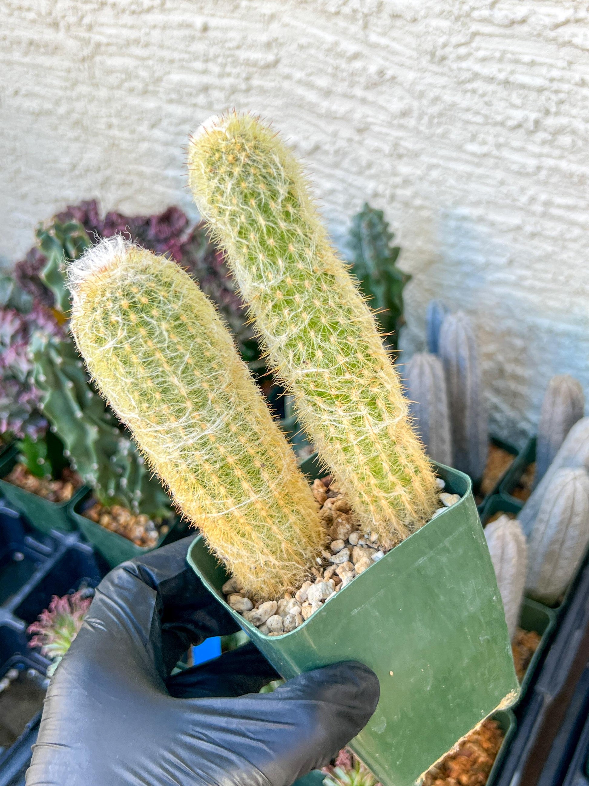 Old Man Cactus / Cephalocereus Senilis | (C3) (B12) | 3.5Pot