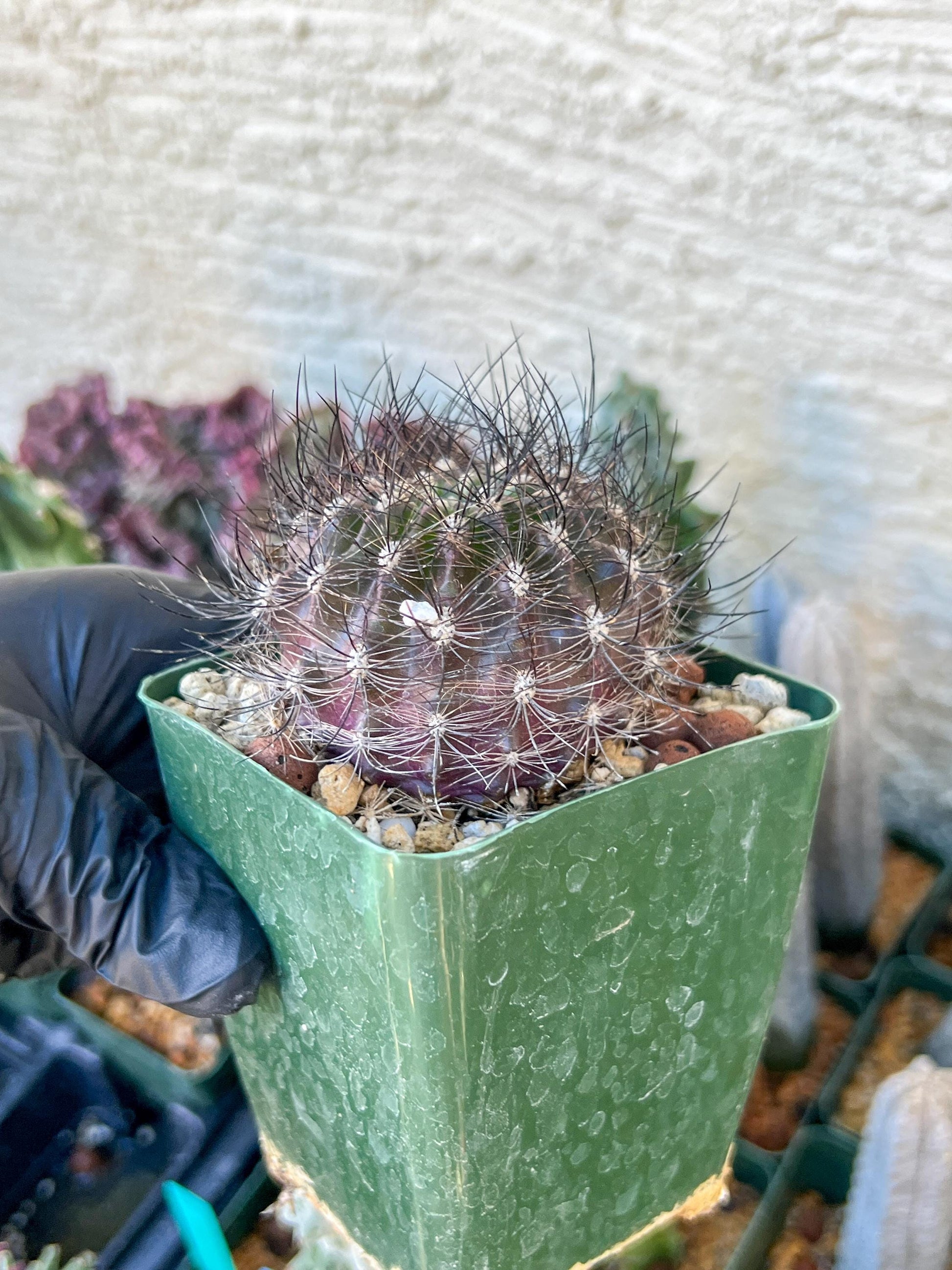 Eriosyce senilis ssp. coimasensis | (C3) (B16) | 3.5Pot