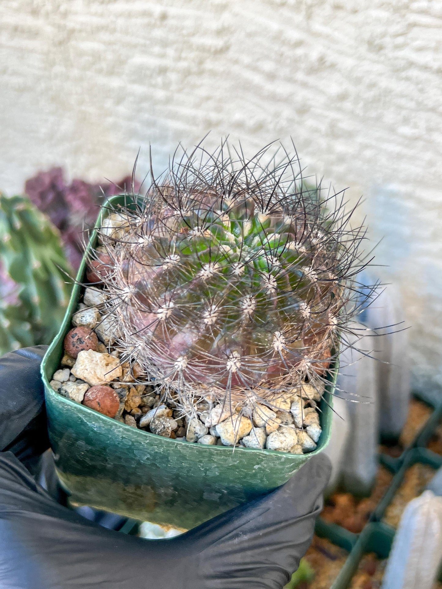 Eriosyce senilis ssp. coimasensis | (C3) (B16) | 3.5Pot