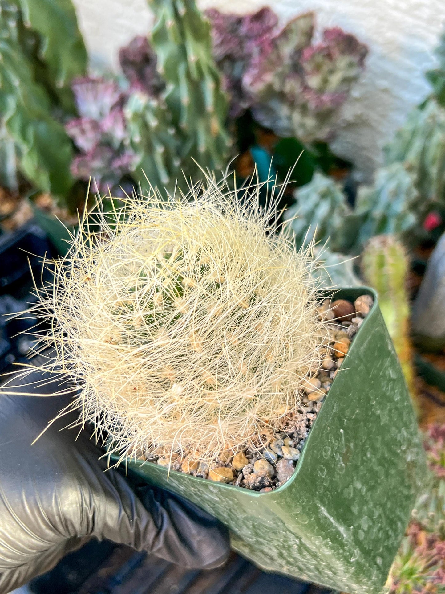 Eriosyce senilis Yellow spine form | (C3) (B15) | 3.5Pot
