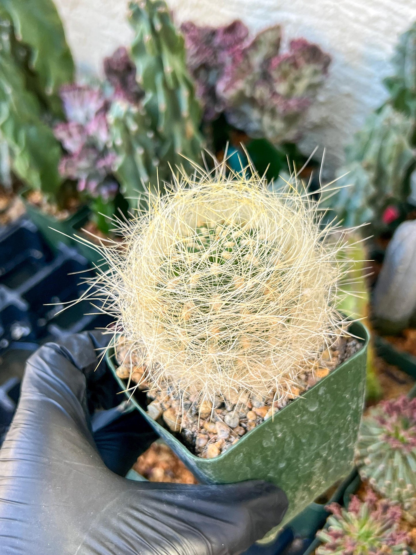 Eriosyce senilis Yellow spine form | (C3) (B15) | 3.5Pot