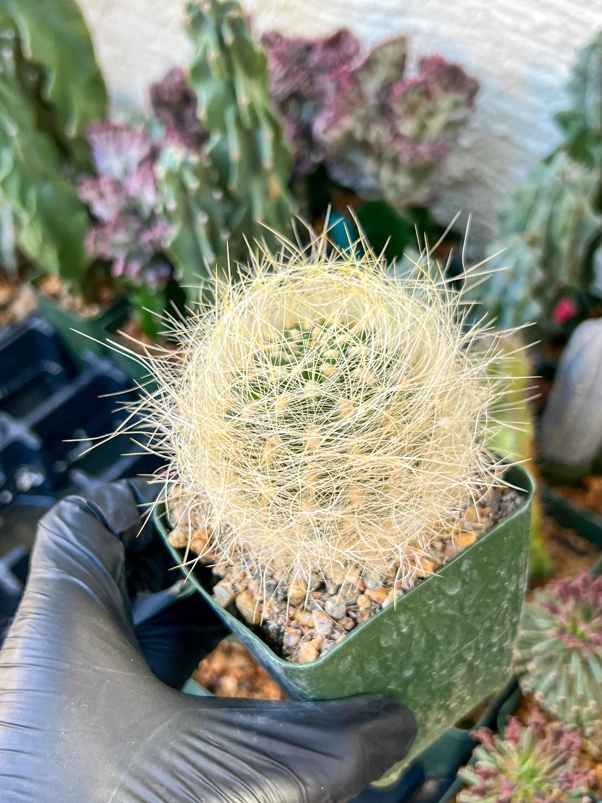 Eriosyce senilis Yellow spine form | (C3) (B15) | 3.5Pot