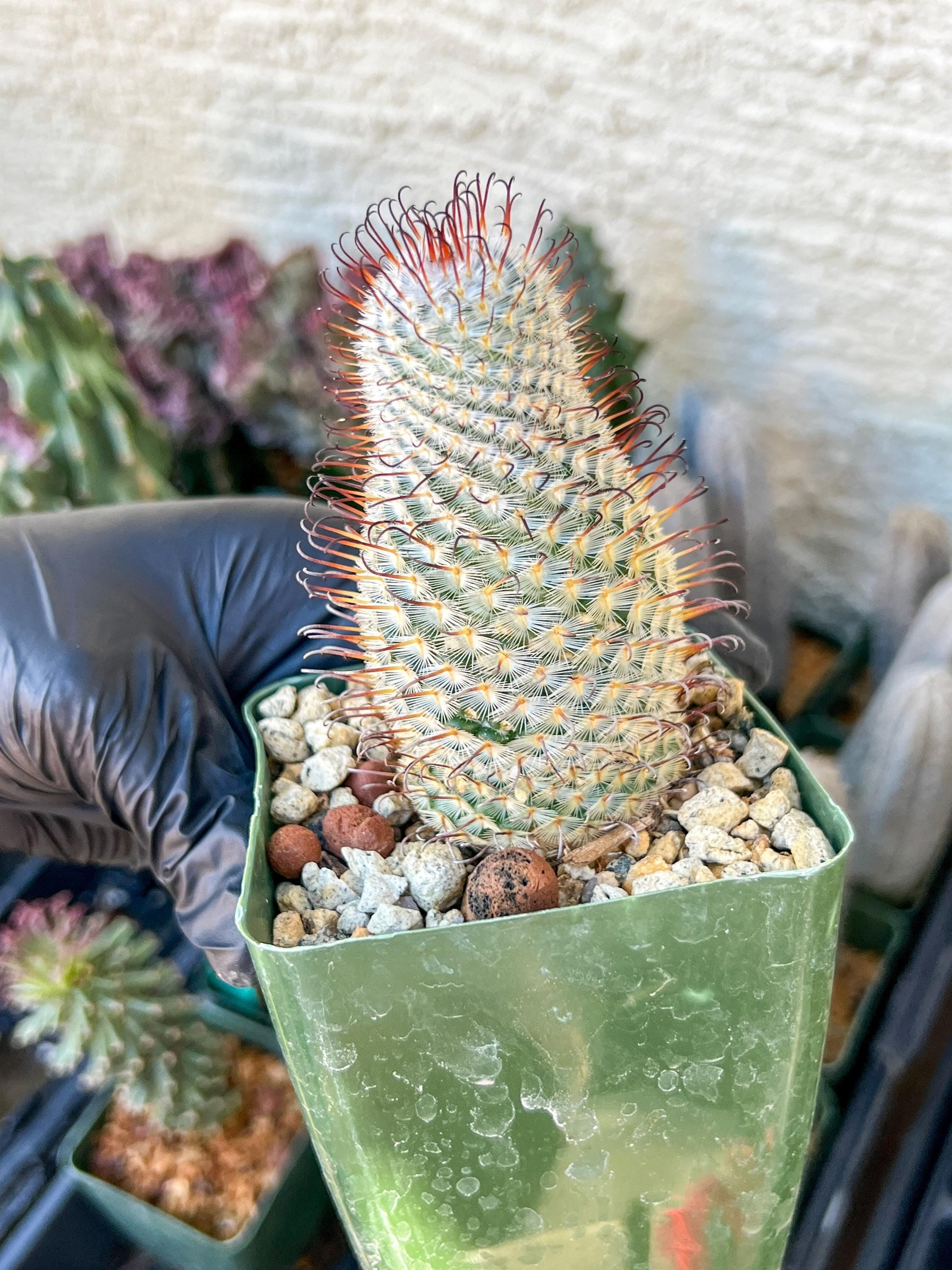 Big Mammillaria perezdelarosae | (C3) (B13) | 3.5Pot
