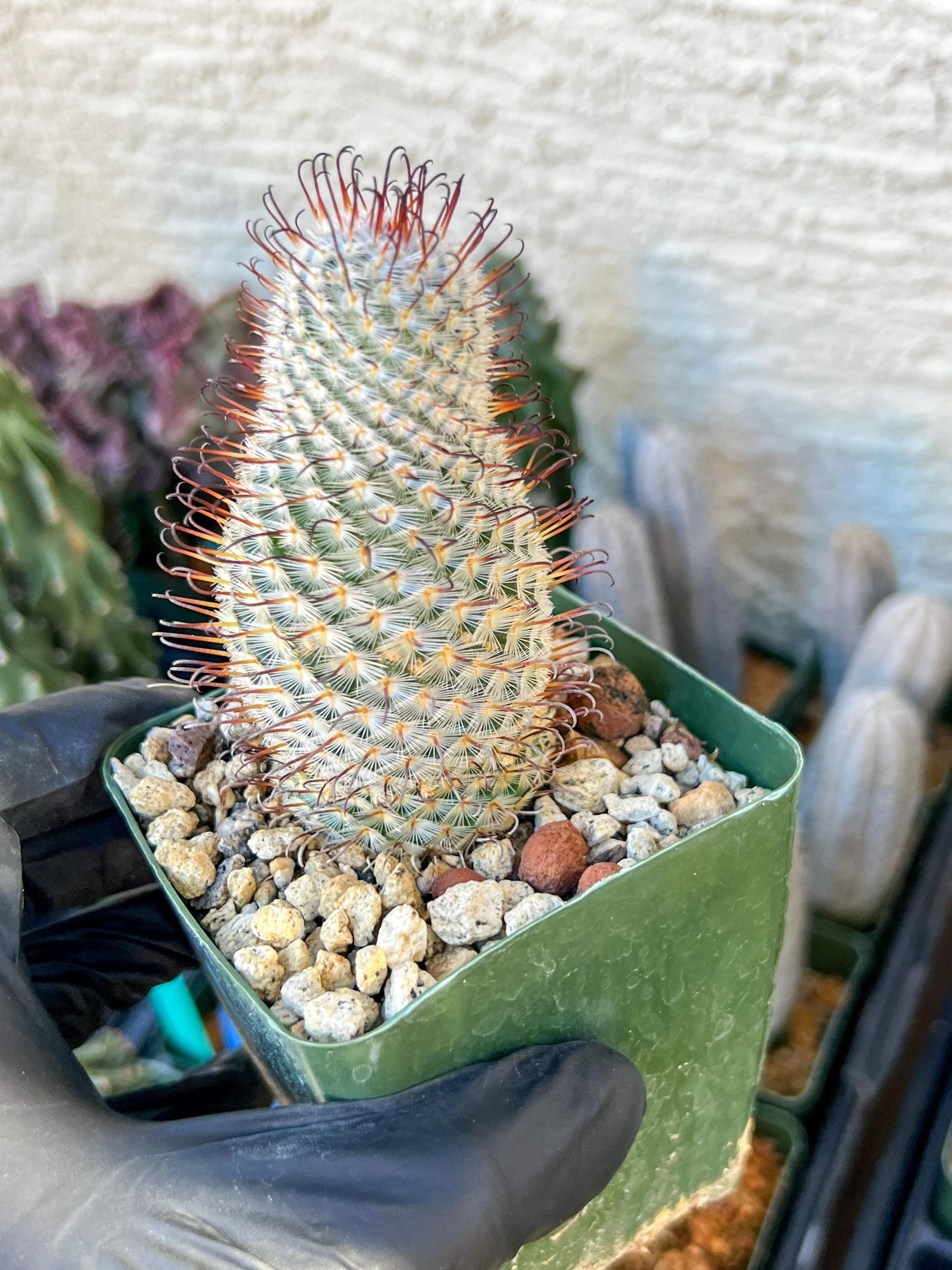 Big Mammillaria perezdelarosae | (C3) (B13) | 3.5Pot