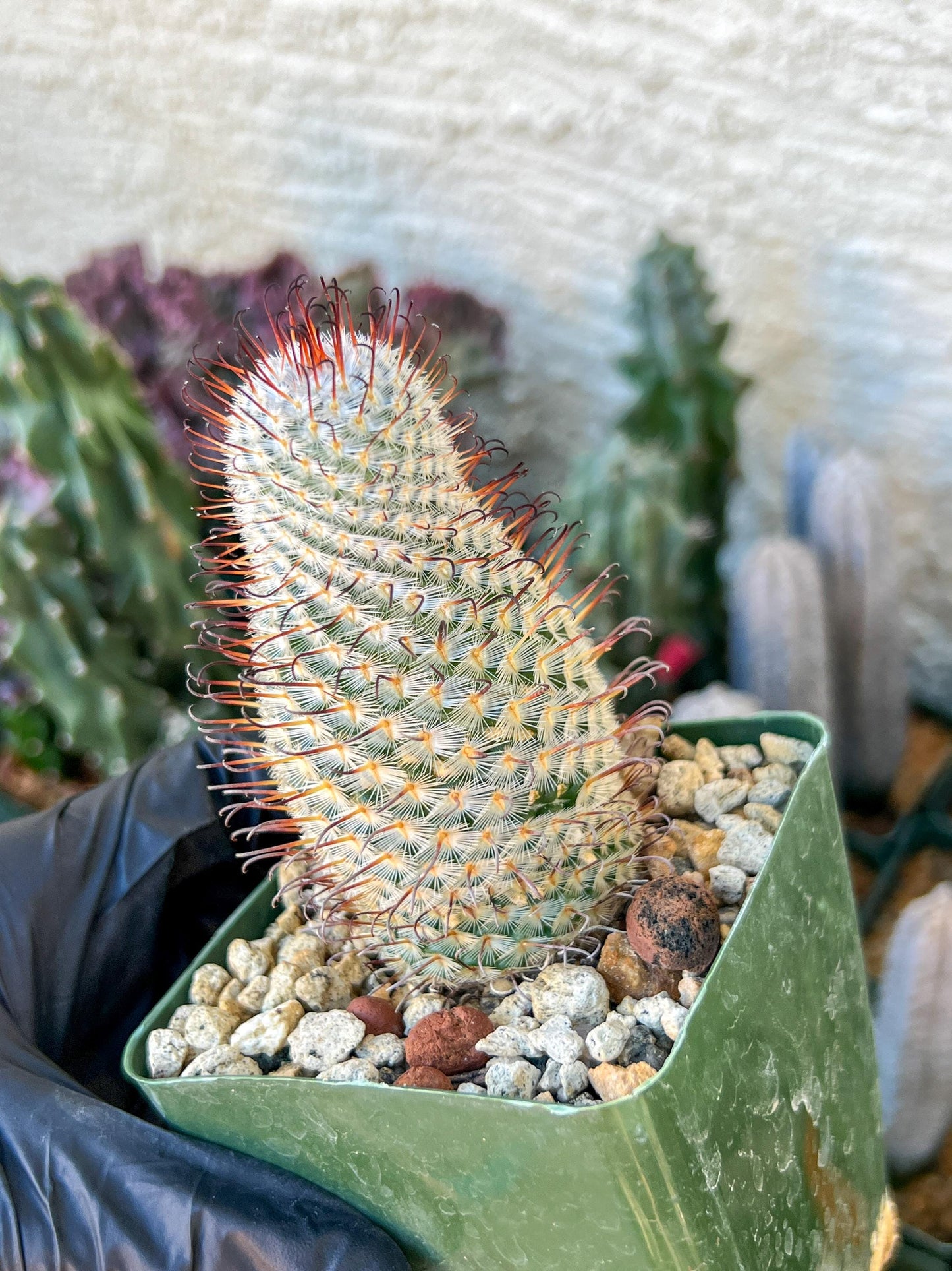 Big Mammillaria perezdelarosae | (C3) (B13) | 3.5Pot