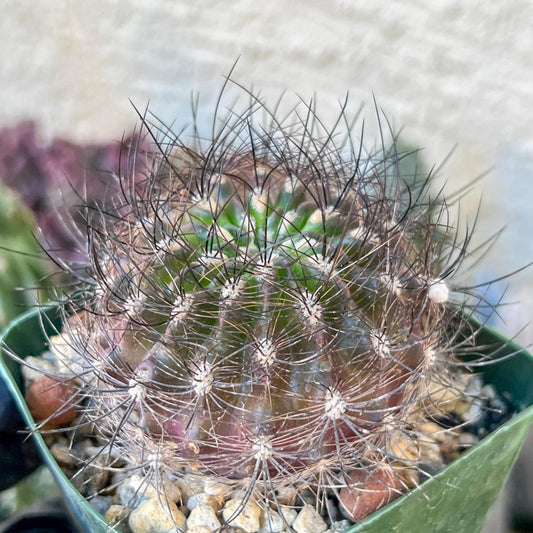 Eriosyce senilis ssp. coimasensis | (C3) (B16) | 3.5Pot