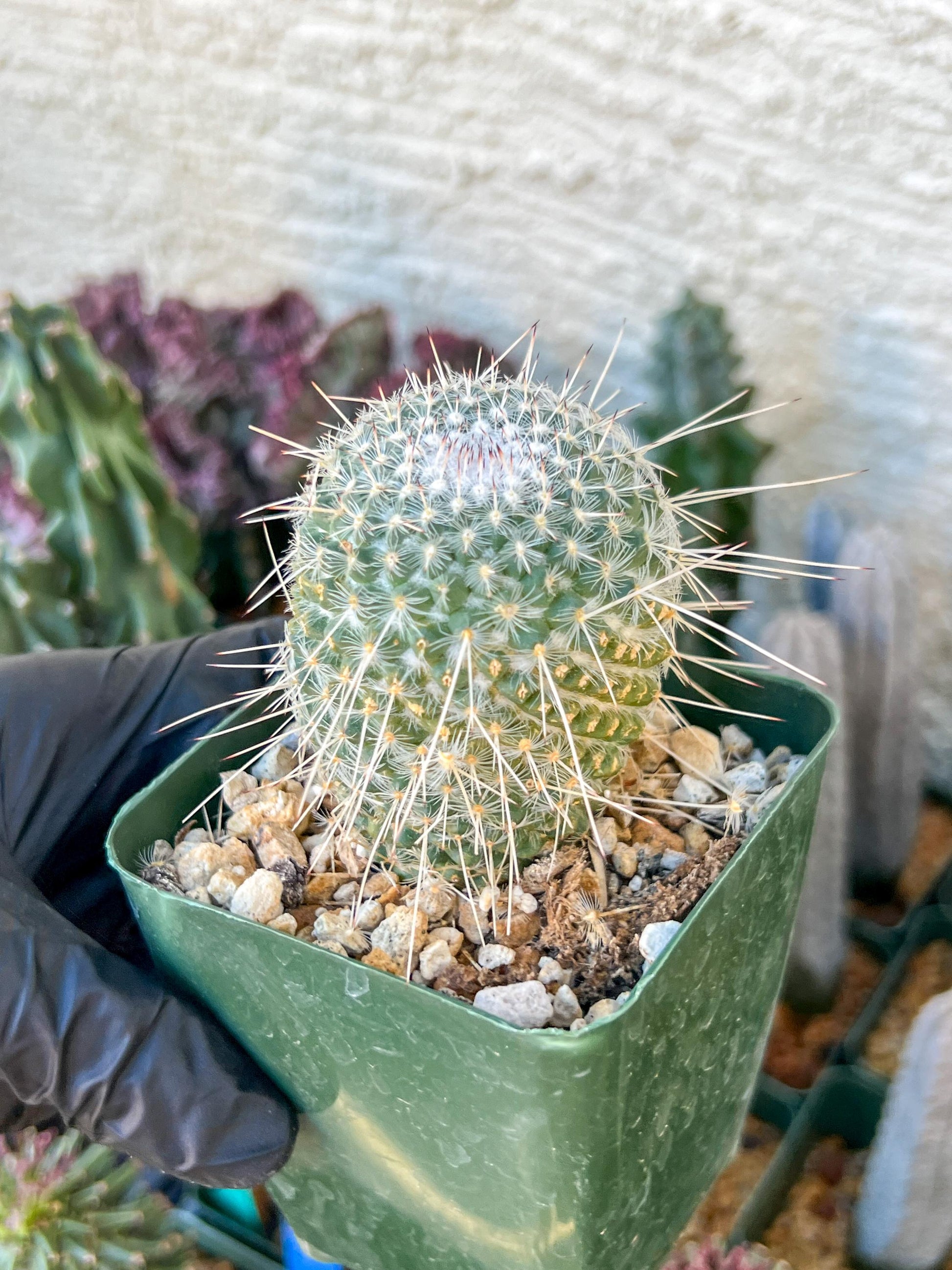 Mammilaria Geminisoina | (C3) (G6) | 3.5Pot