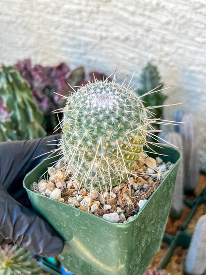 Mammilaria Geminisoina | (C3) (G6) | 3.5Pot