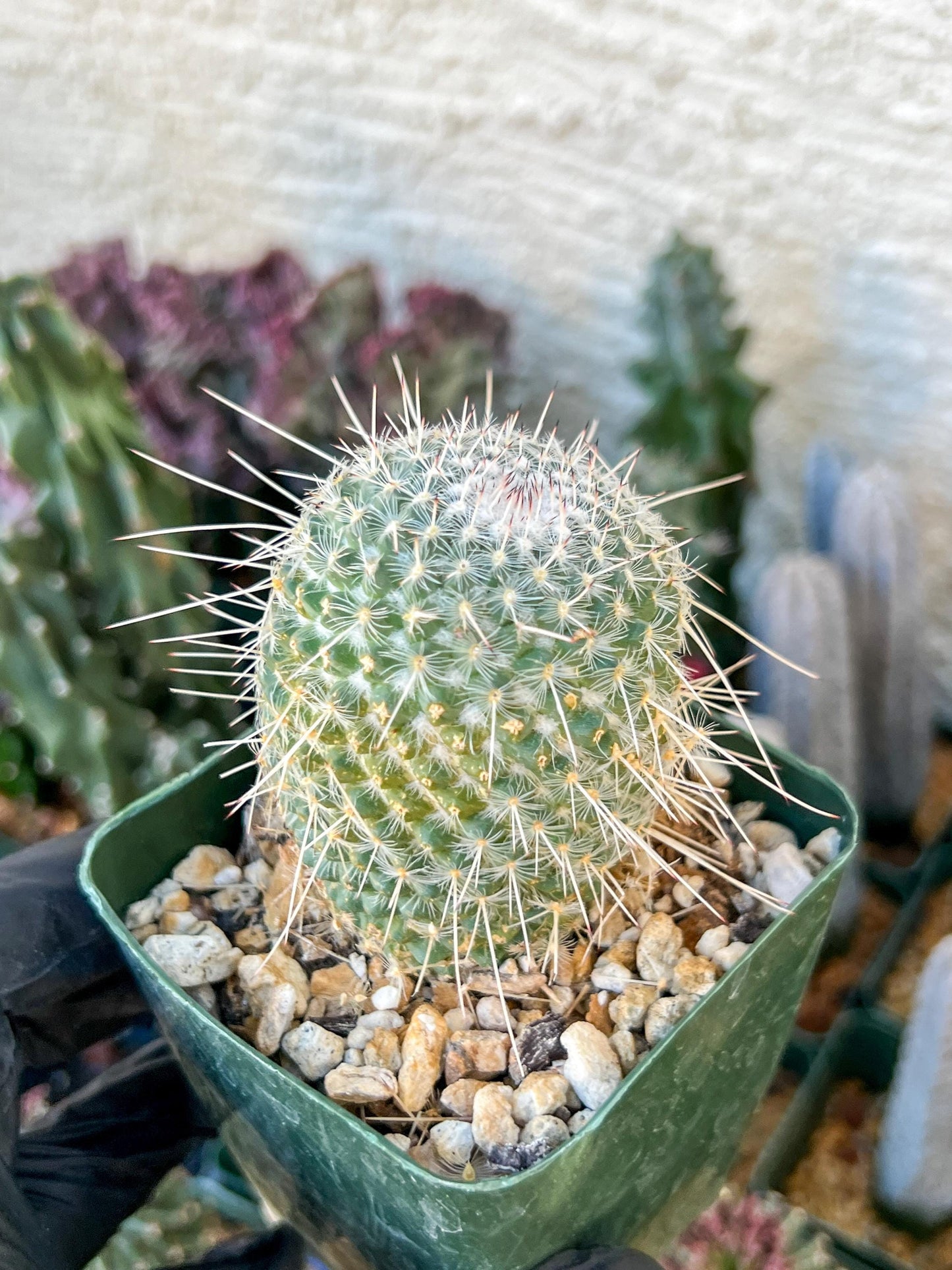 Mammilaria Geminisoina | (C3) (G6) | 3.5Pot