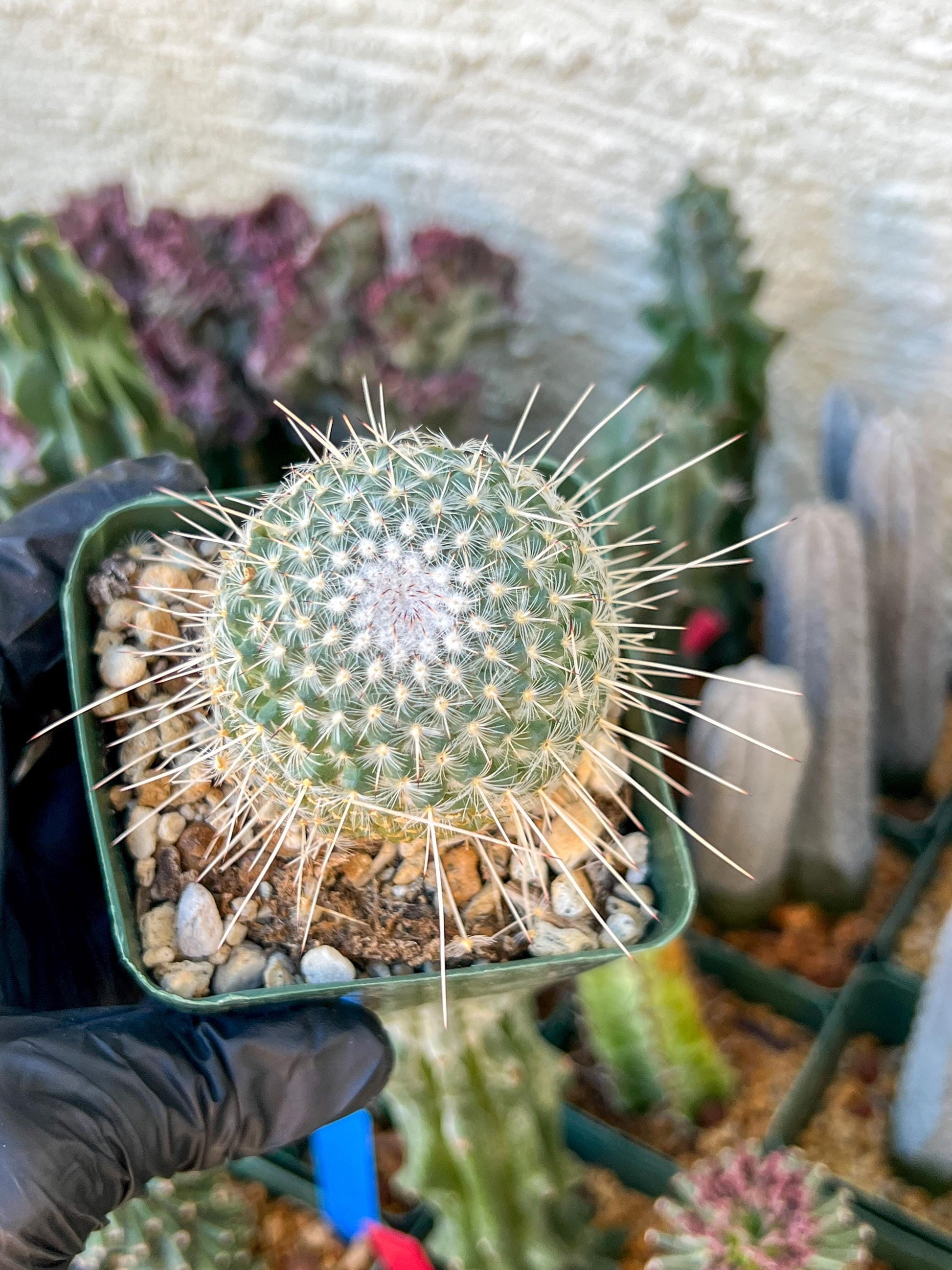 Mammilaria Geminisoina | (C3) (G6) | 3.5Pot