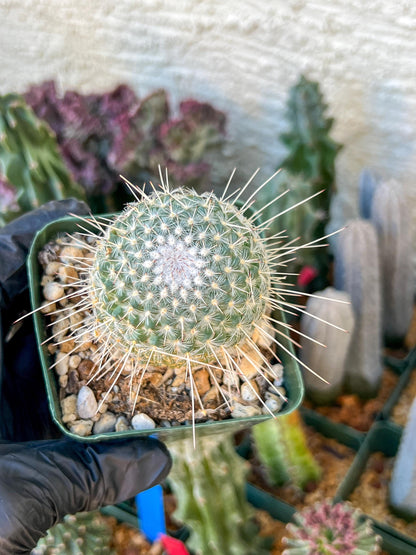 Mammilaria Geminisoina | (C3) (G6) | 3.5Pot