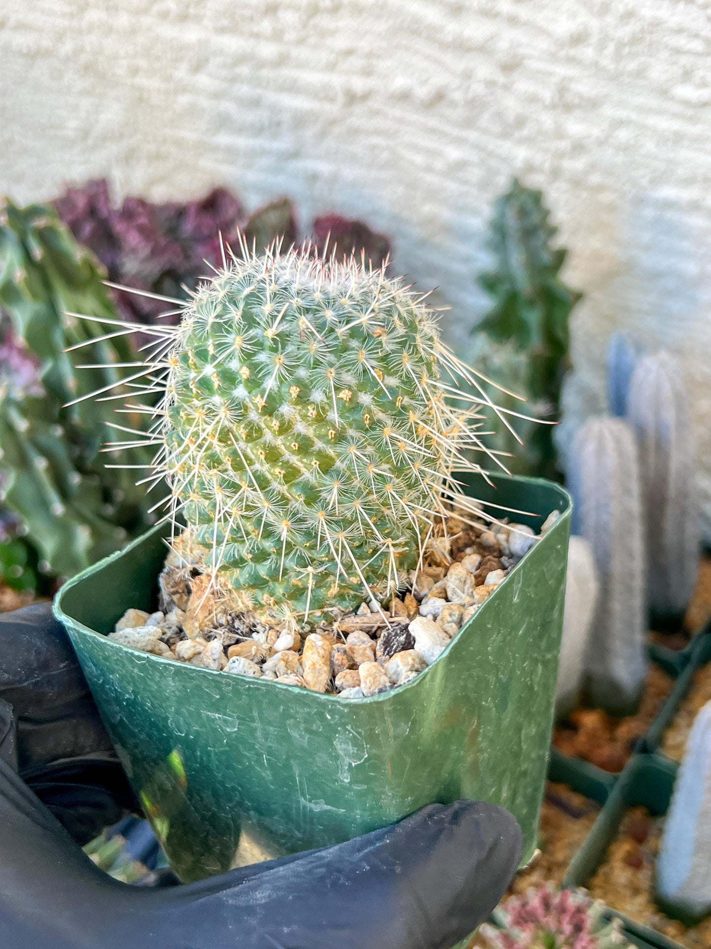 Mammilaria Geminisoina | (C3) (G6) | 3.5Pot