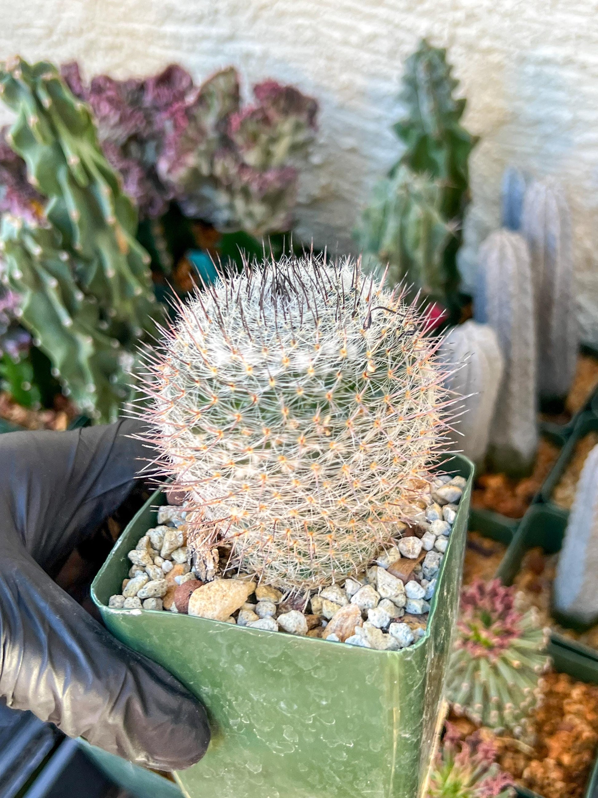 Garden MAMMILLARIA HAHNIANA | (C3) (G11) | 3.5Pot