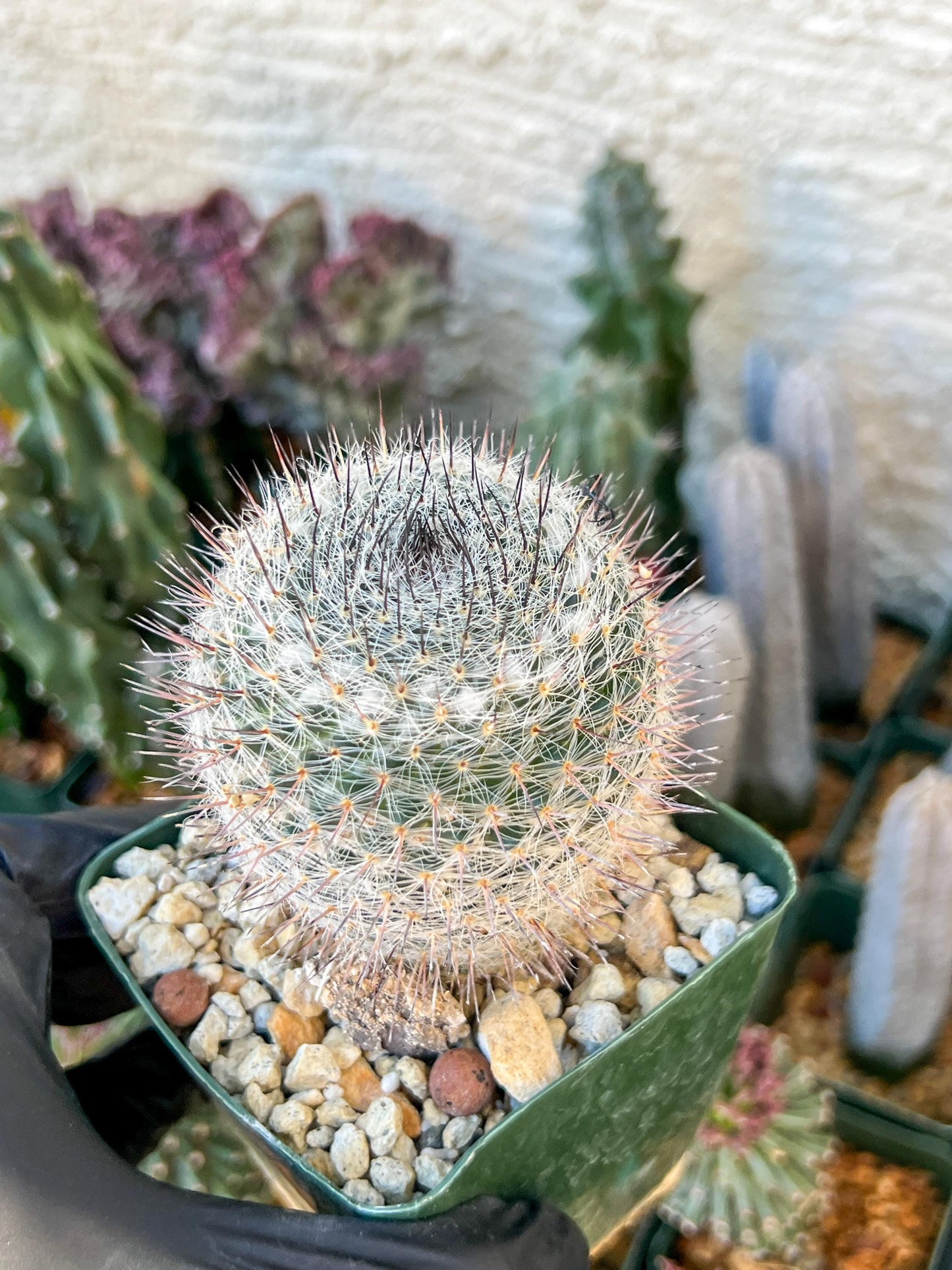Garden MAMMILLARIA HAHNIANA | (C3) (G11) | 3.5Pot