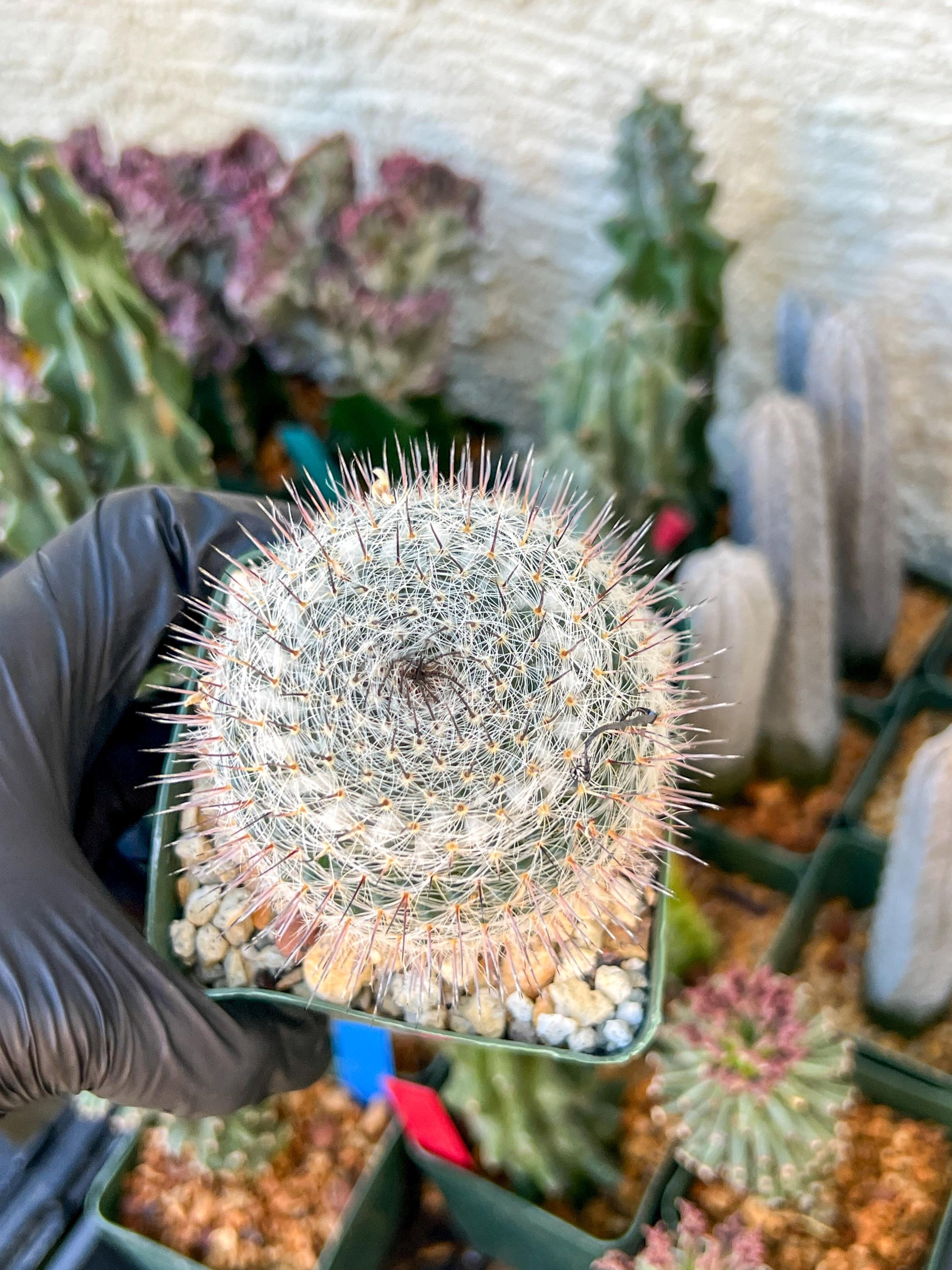 Garden MAMMILLARIA HAHNIANA | (C3) (G11) | 3.5Pot