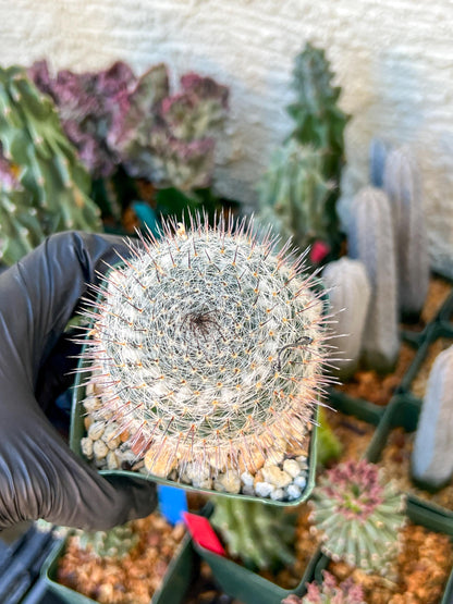 Garden MAMMILLARIA HAHNIANA | (C3) (G11) | 3.5Pot