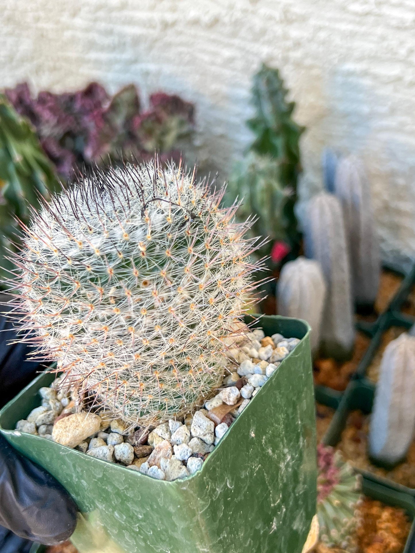 Garden MAMMILLARIA HAHNIANA | (C3) (G11) | 3.5Pot
